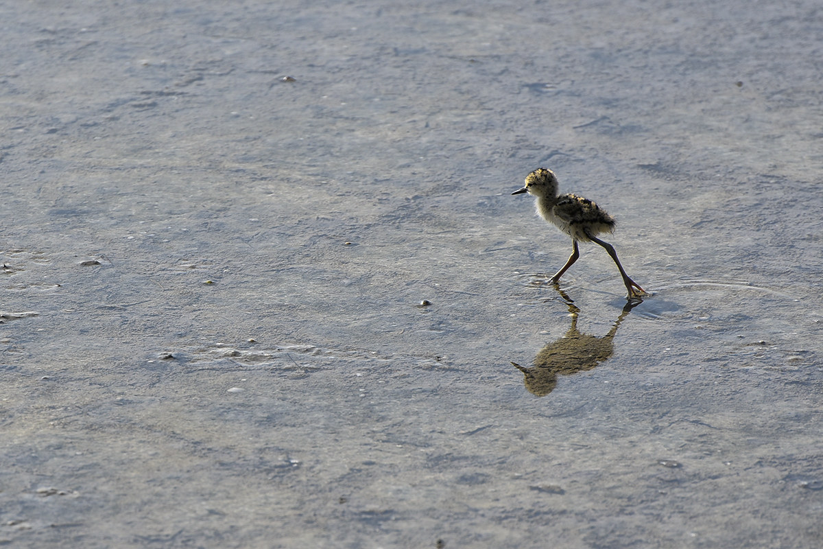 Chick Knight of Italy