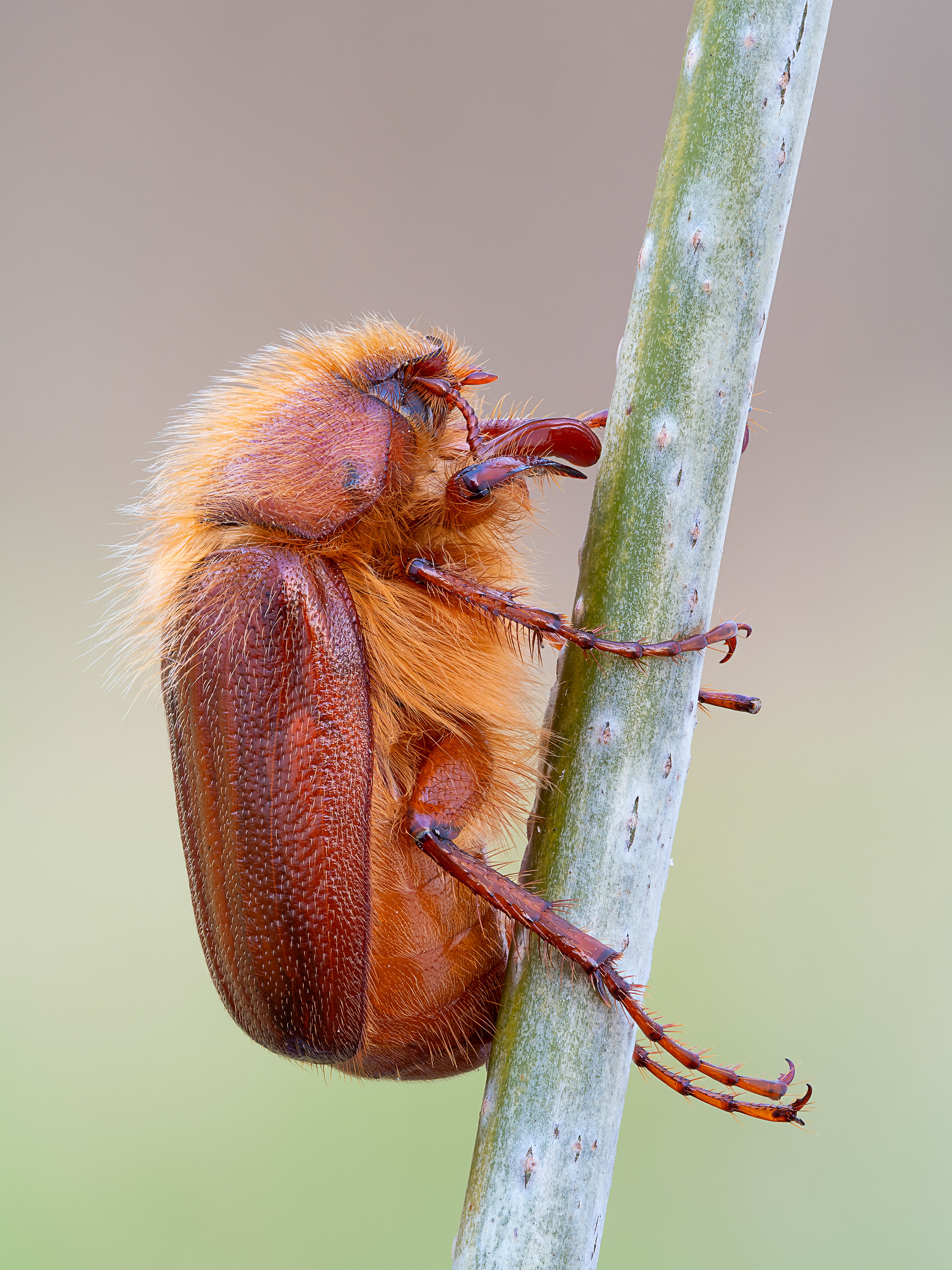 Holochelus aequinoctialis