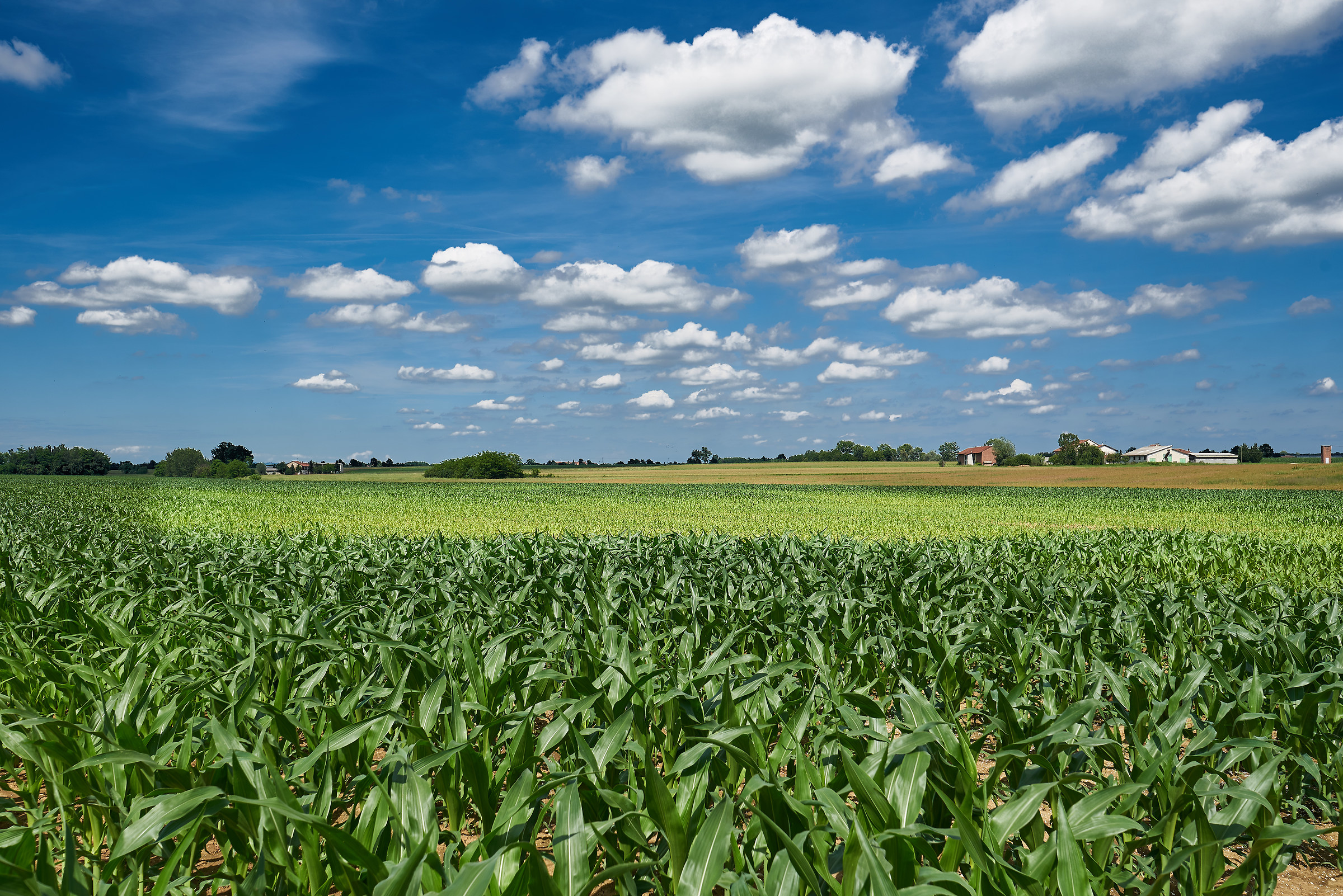 Campagna vicino Carmagnola