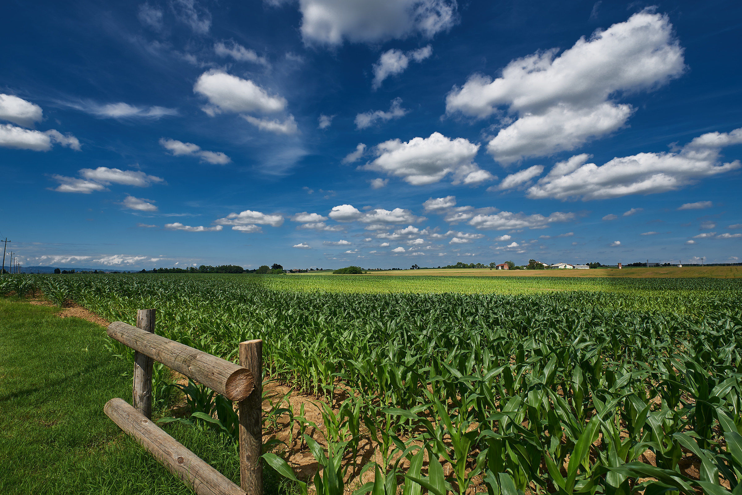 Campagna vicino Carmagnola