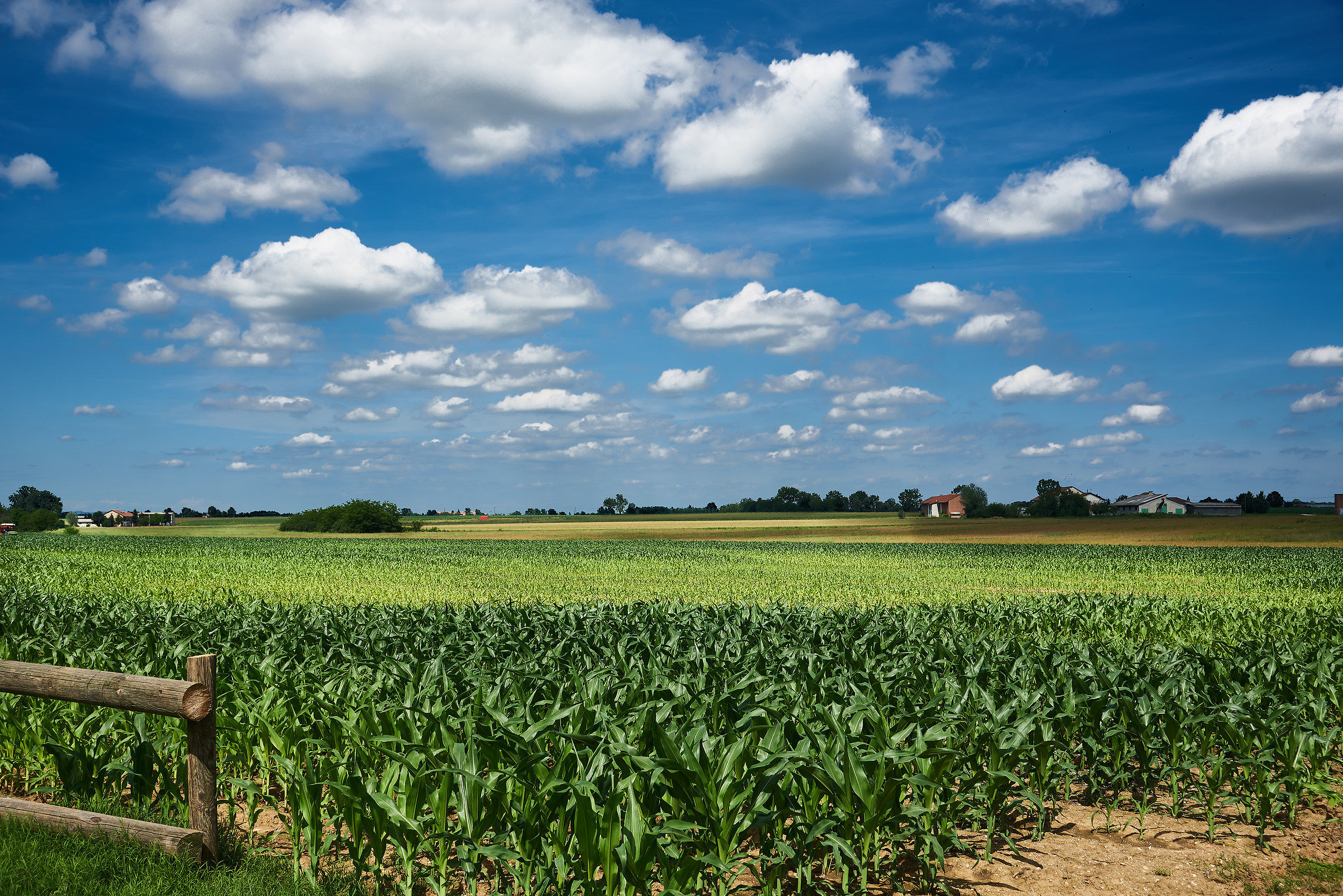 Campagna vicino Carmagnola