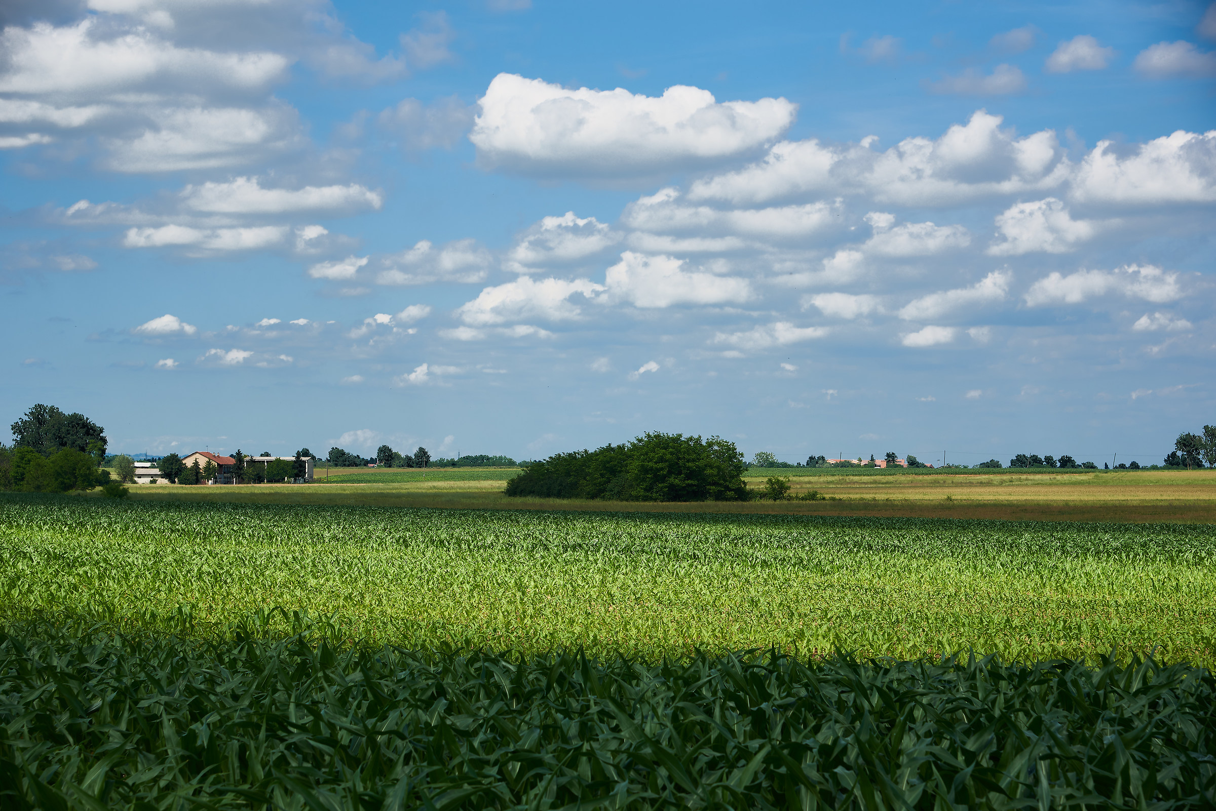 Campagna vicino Carmagnola
