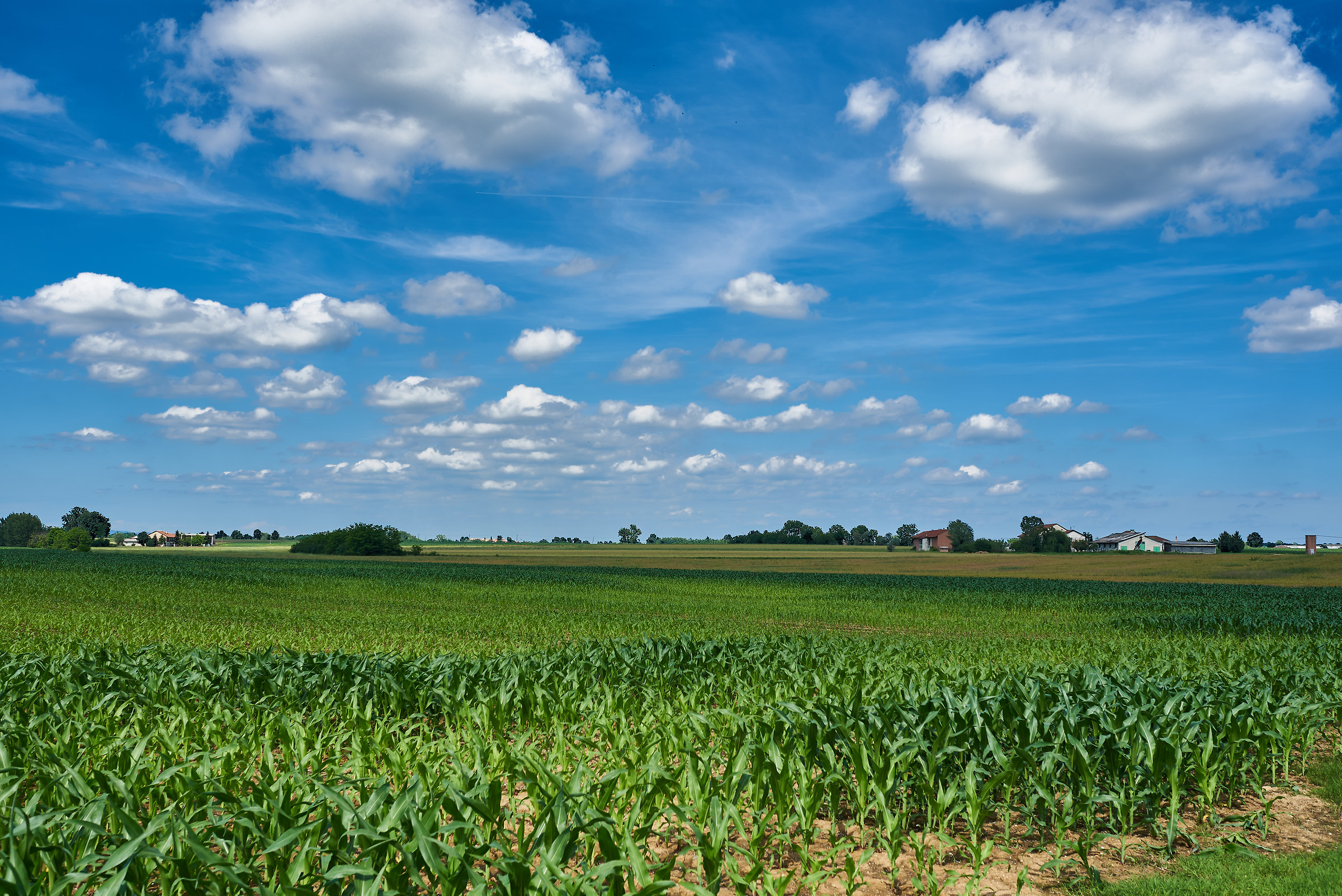 Campagna vicino Carmagnola