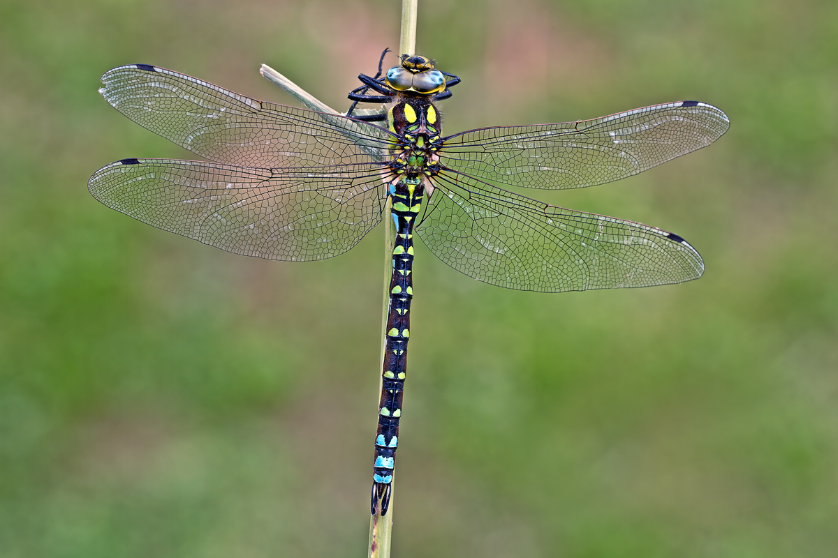 Dragonfly 2