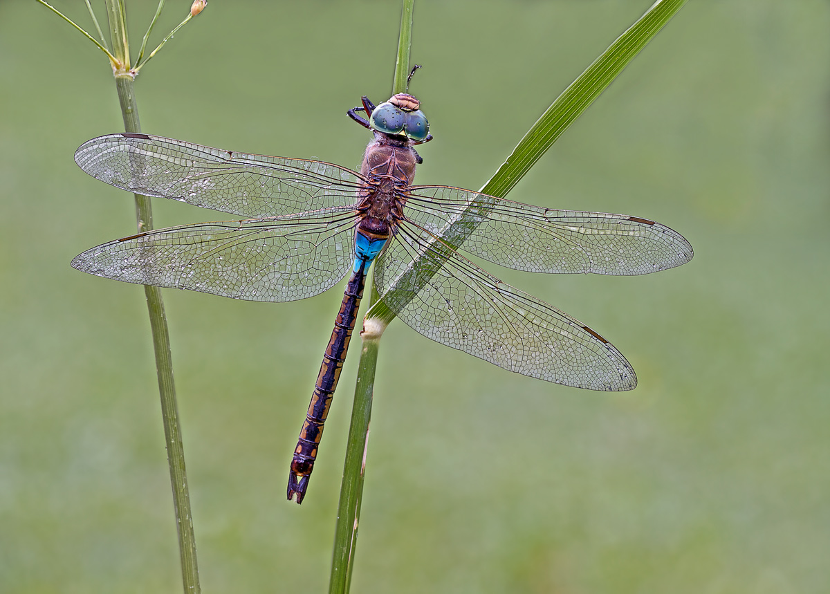 Dragonfly 3