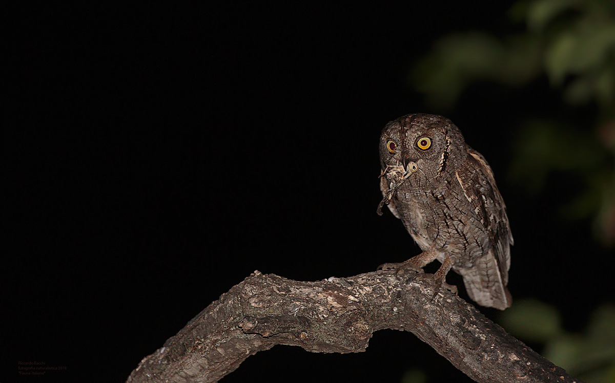 Assiolo e Cavalletta