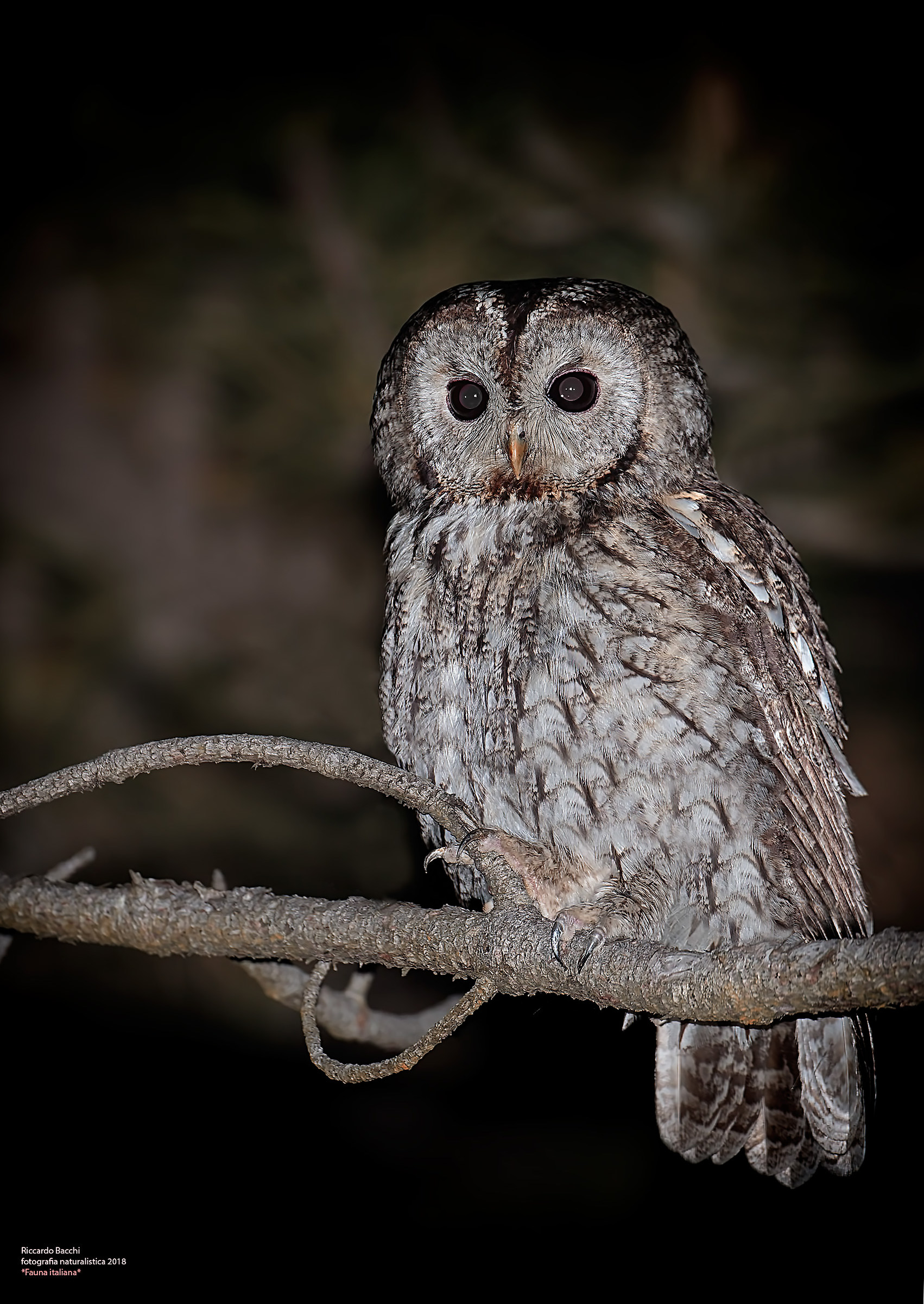 Allocco e pino silvestre