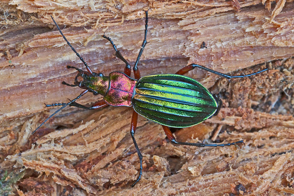 Carabidae