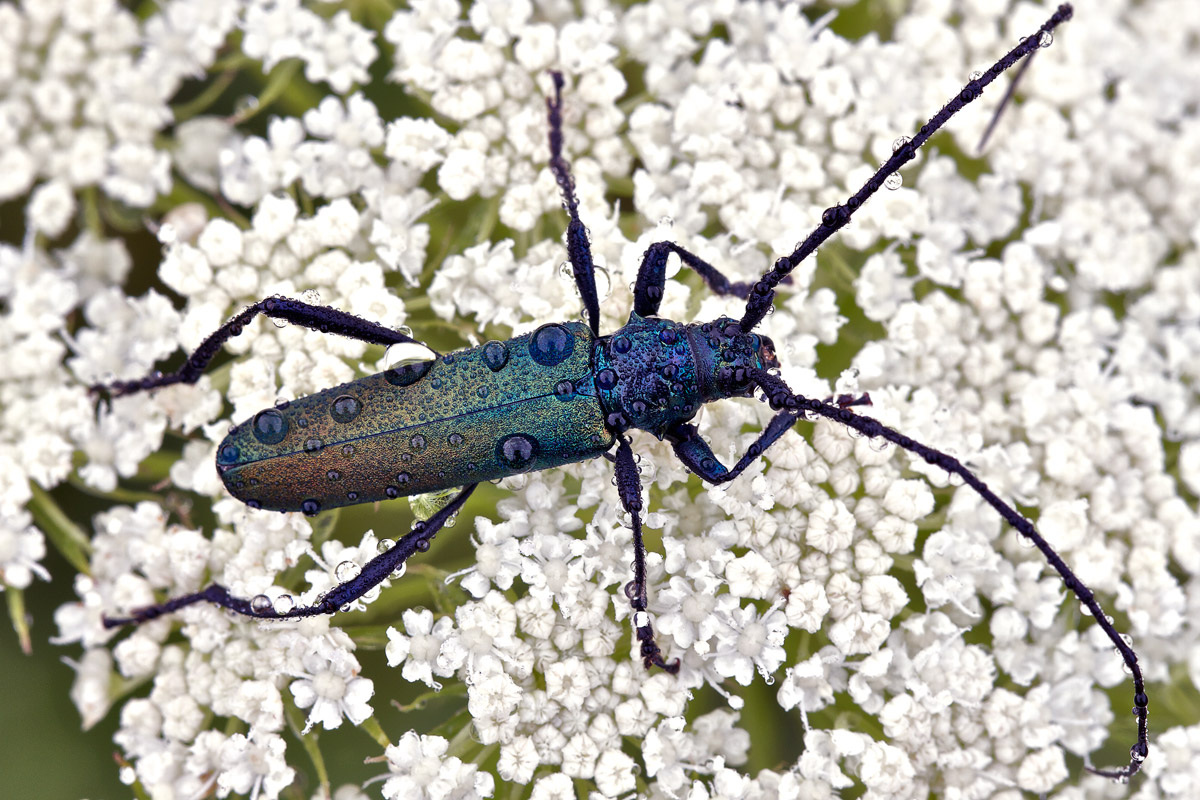 Cerambicidae