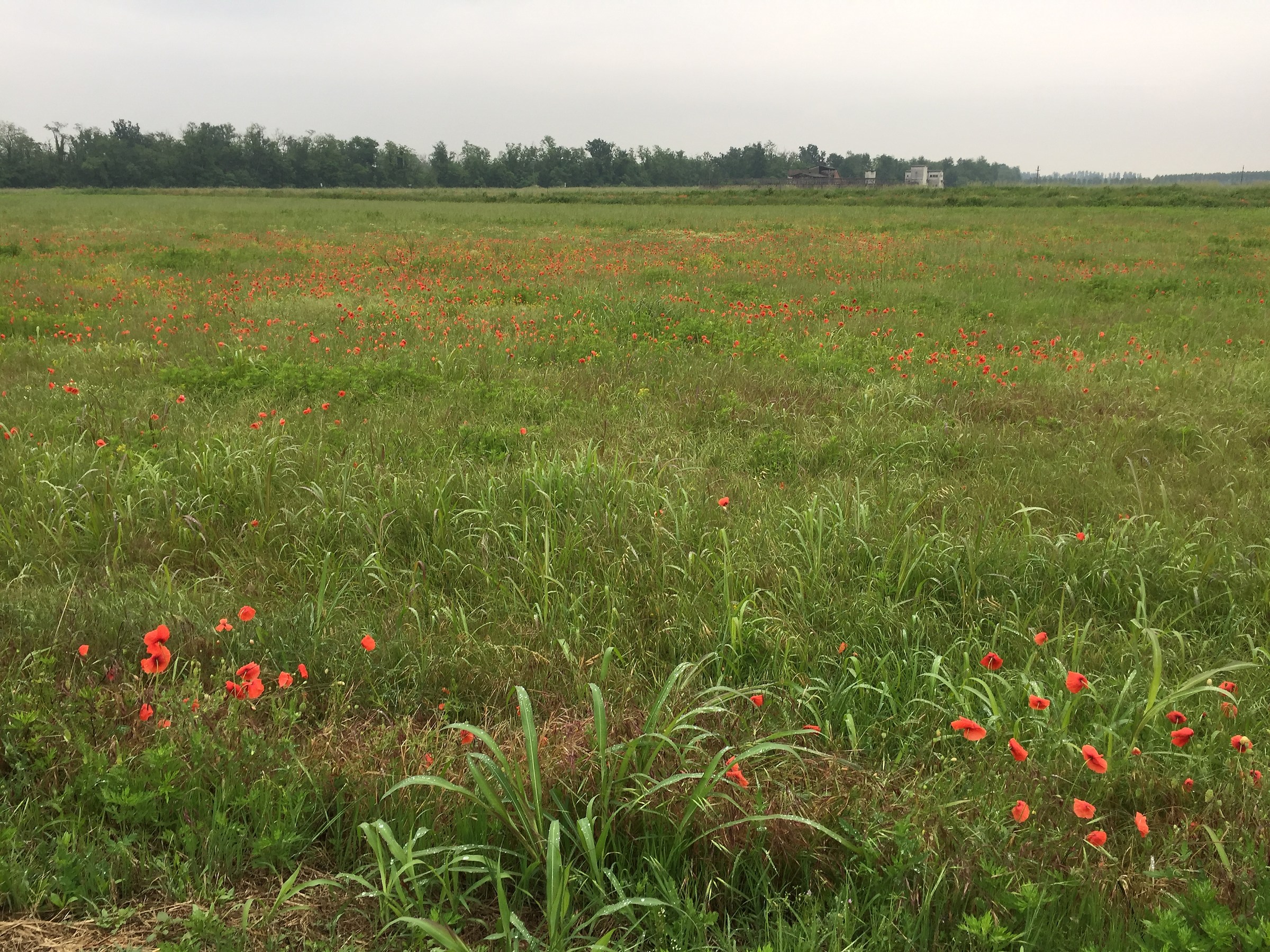 Meadow and Poppies