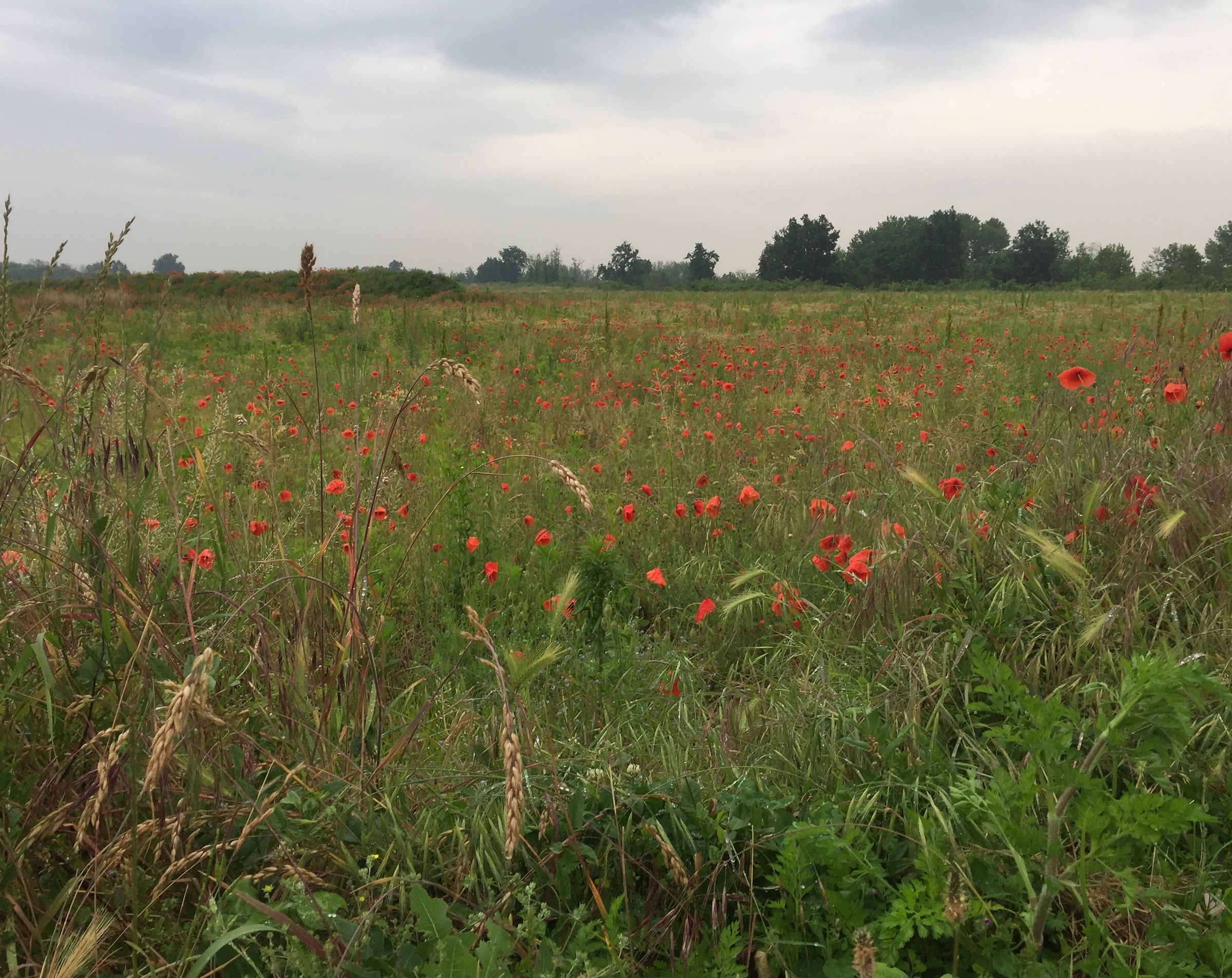 Meadow and Poppies
