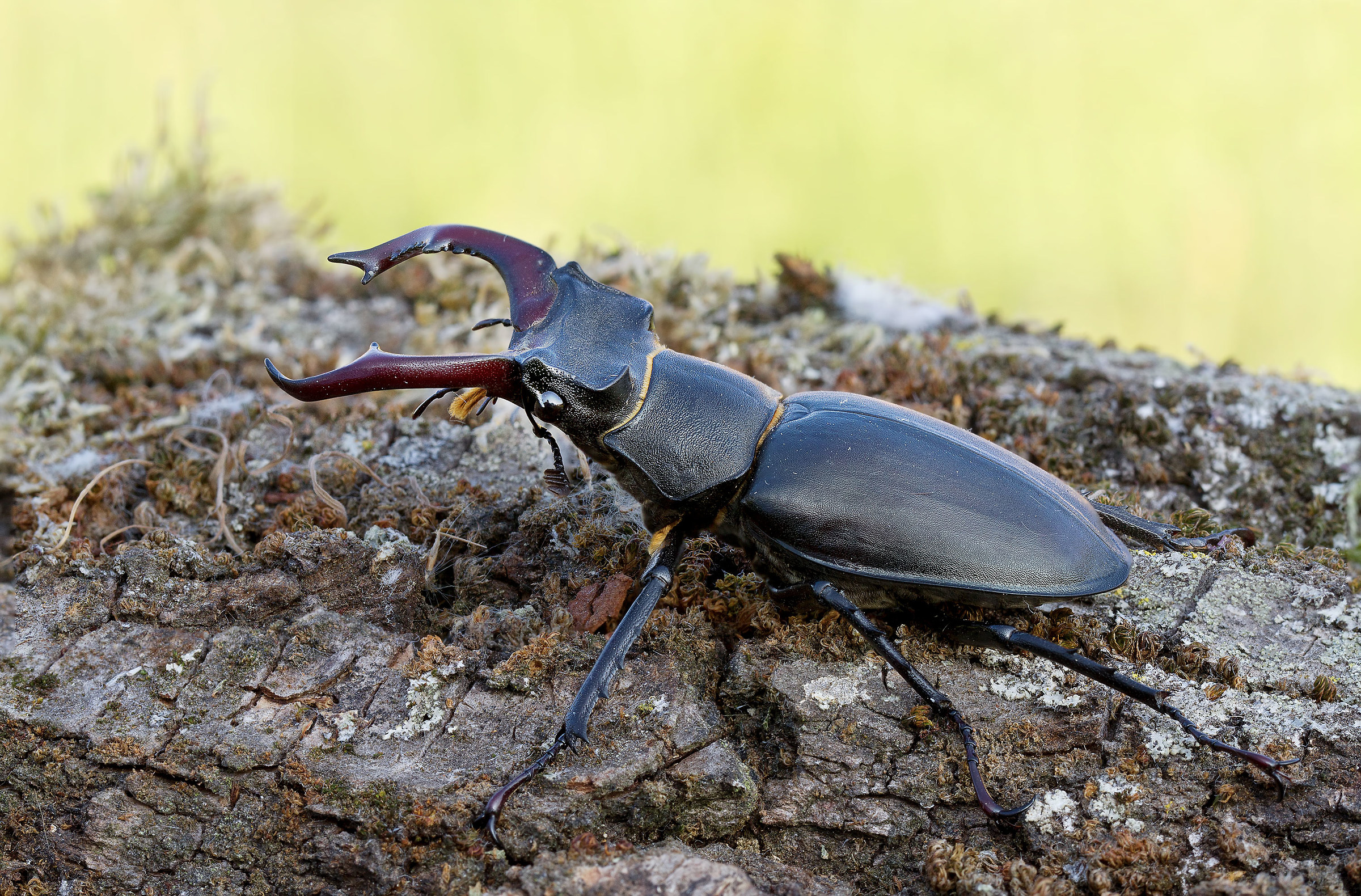 Lucanus Deer