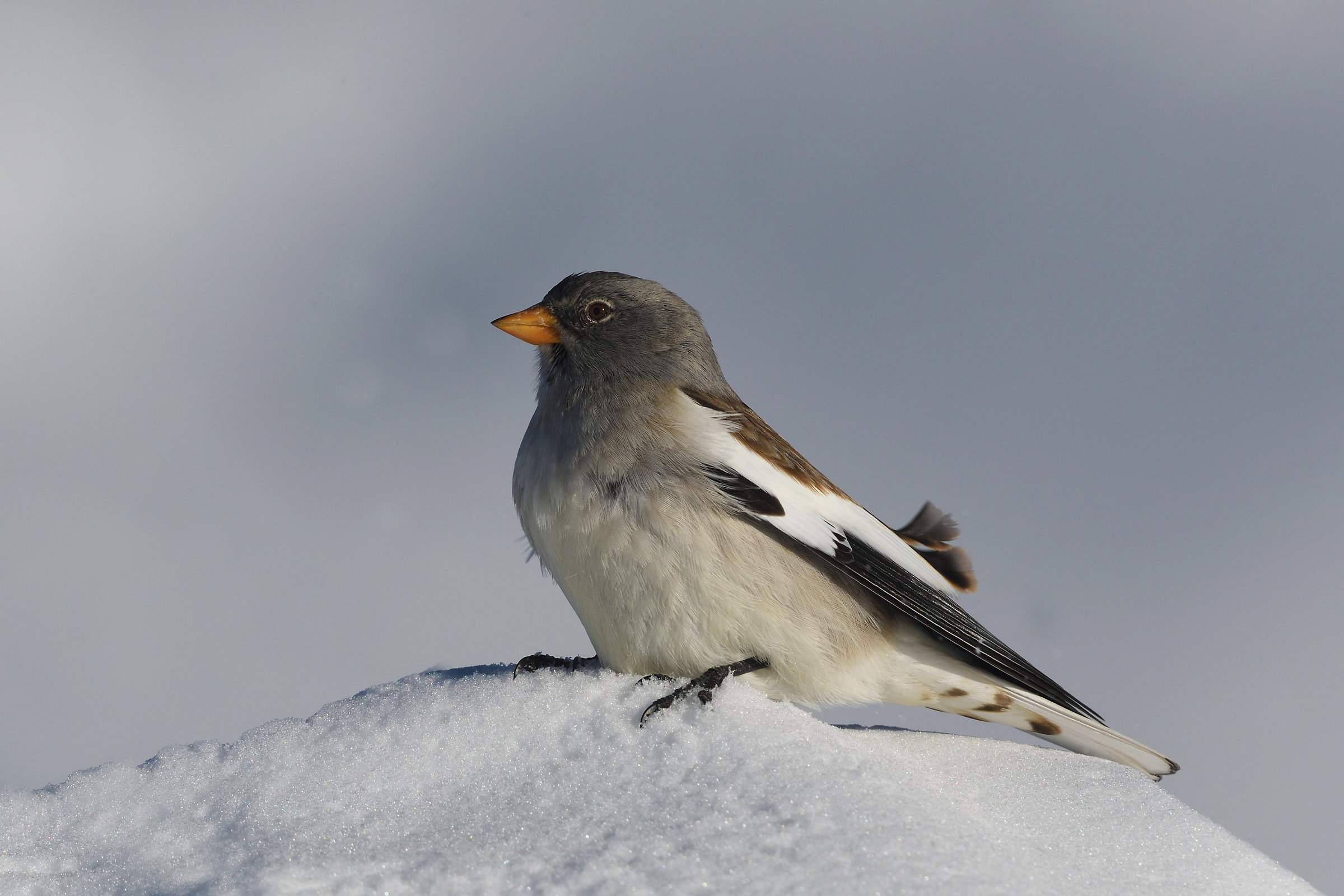 Mountain Finch