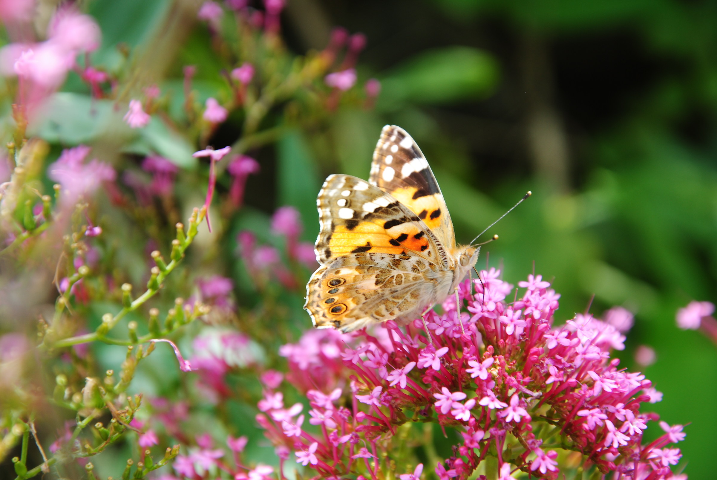 Butterfly on Flower