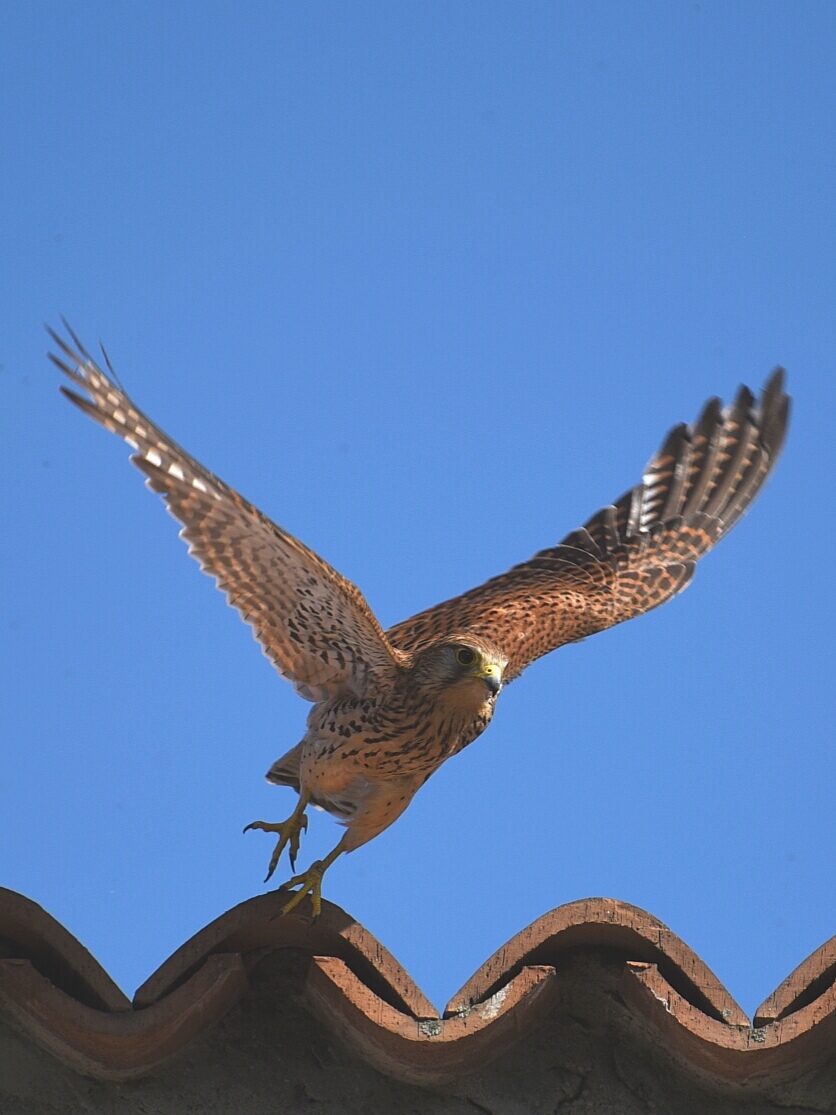 Kestrel