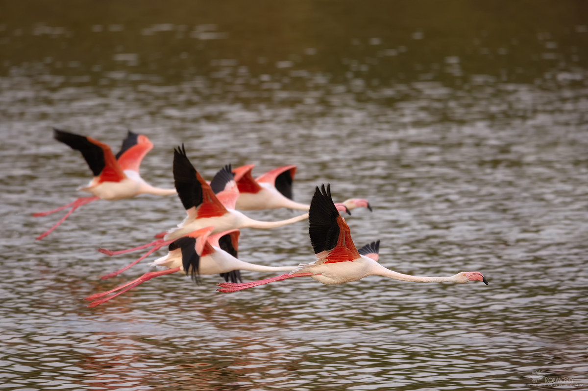Fenicotteri in decollo