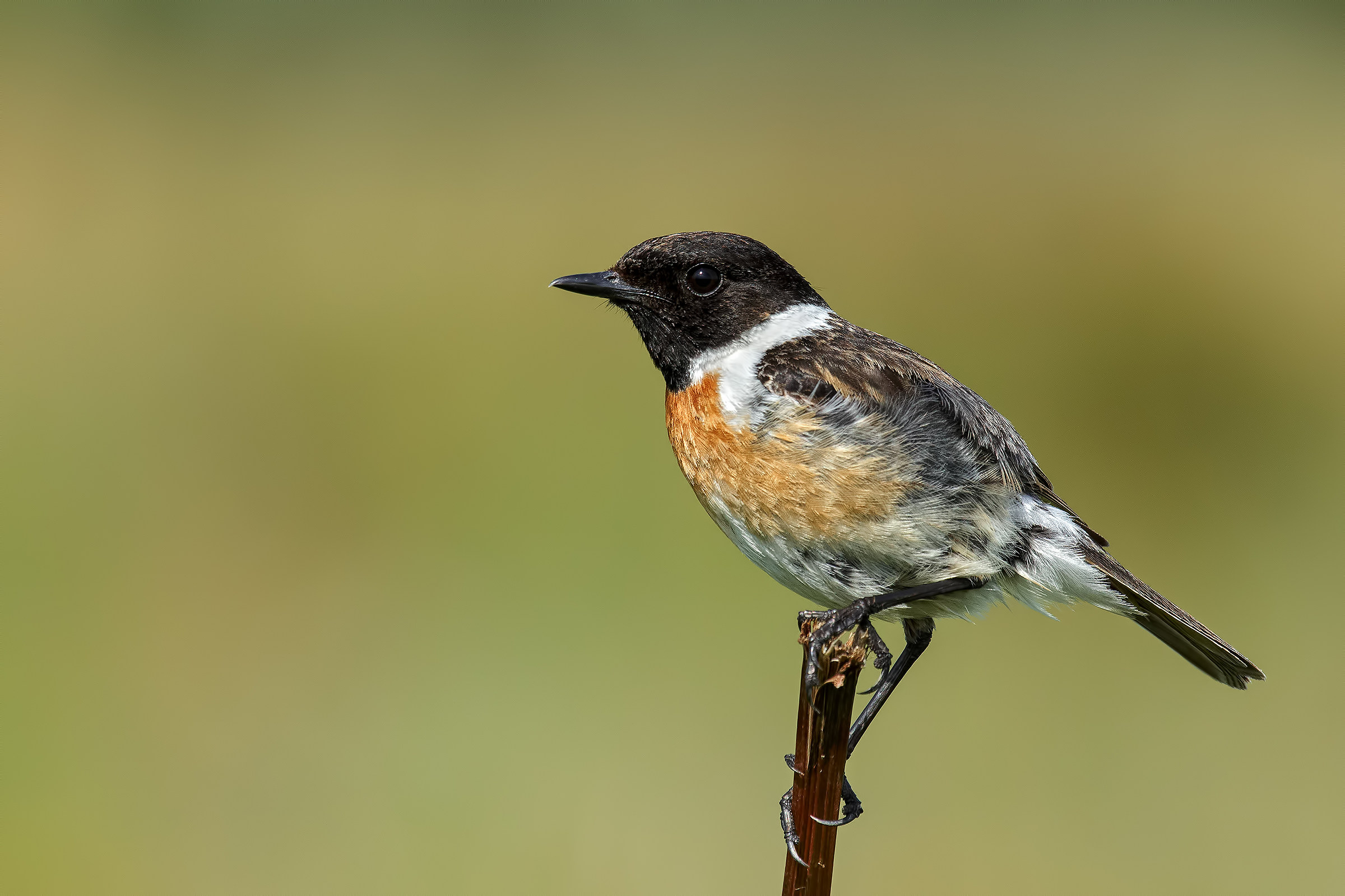 Stonechat (M)