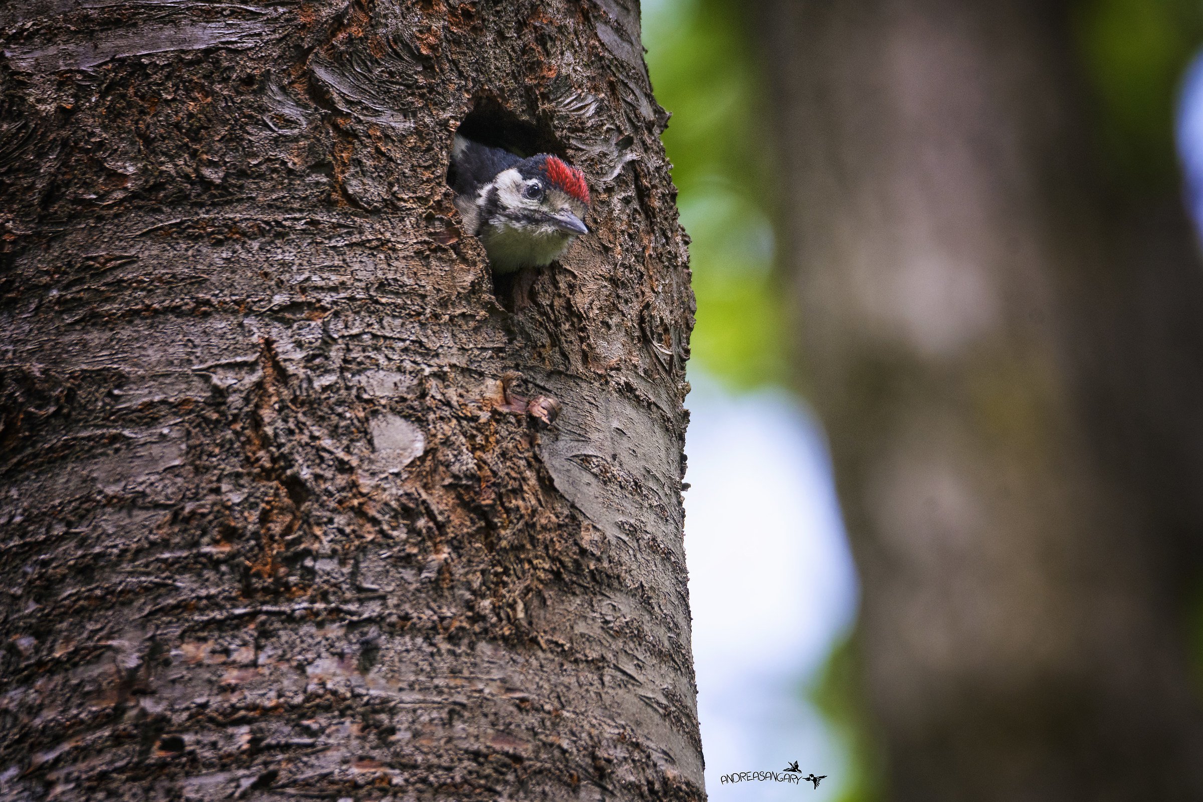 Il piccolo picchio si affaccia sul nuovo mondo