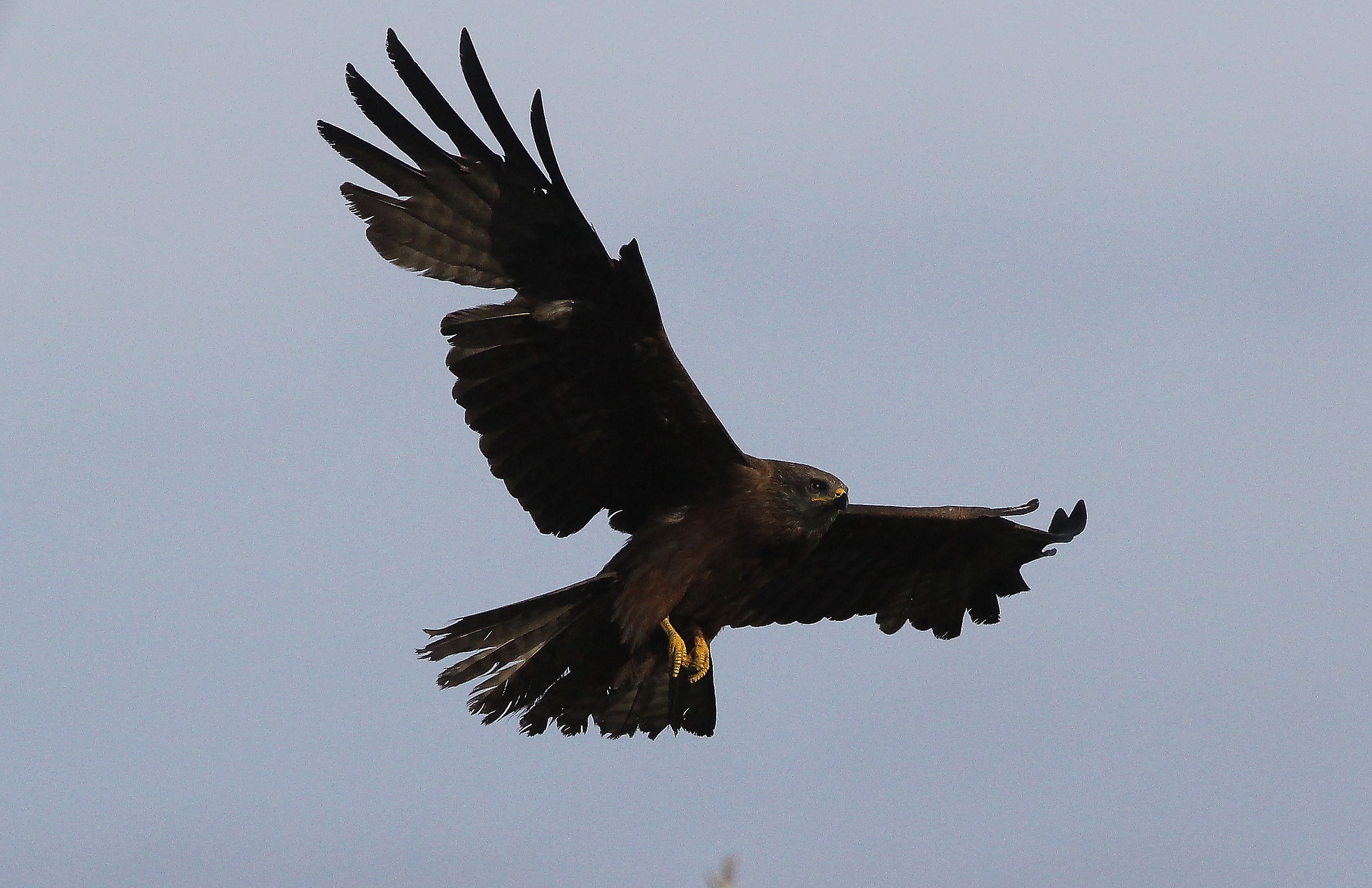 Nibbio bruno in planata