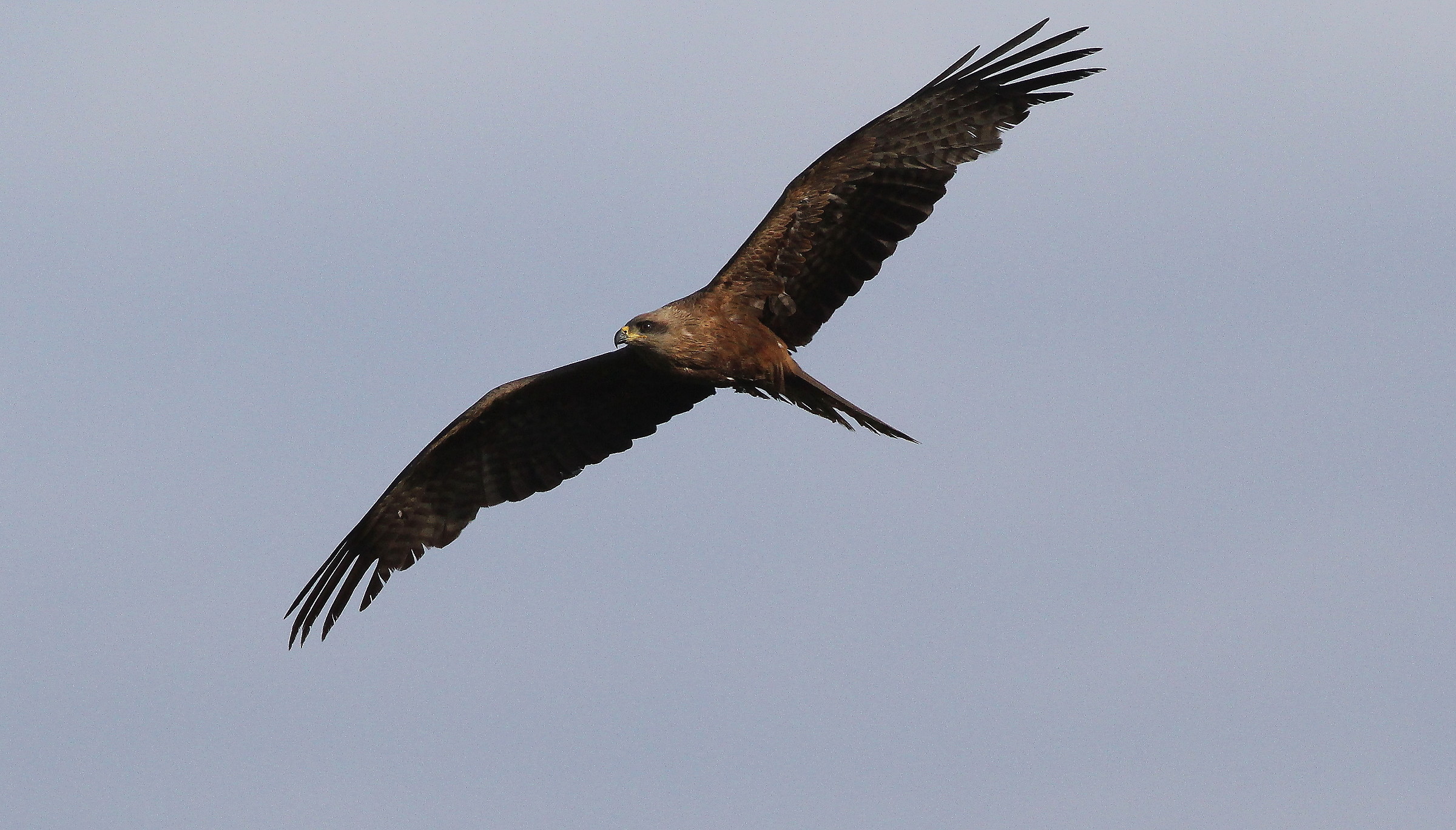 Nibbio bruno a caccia
