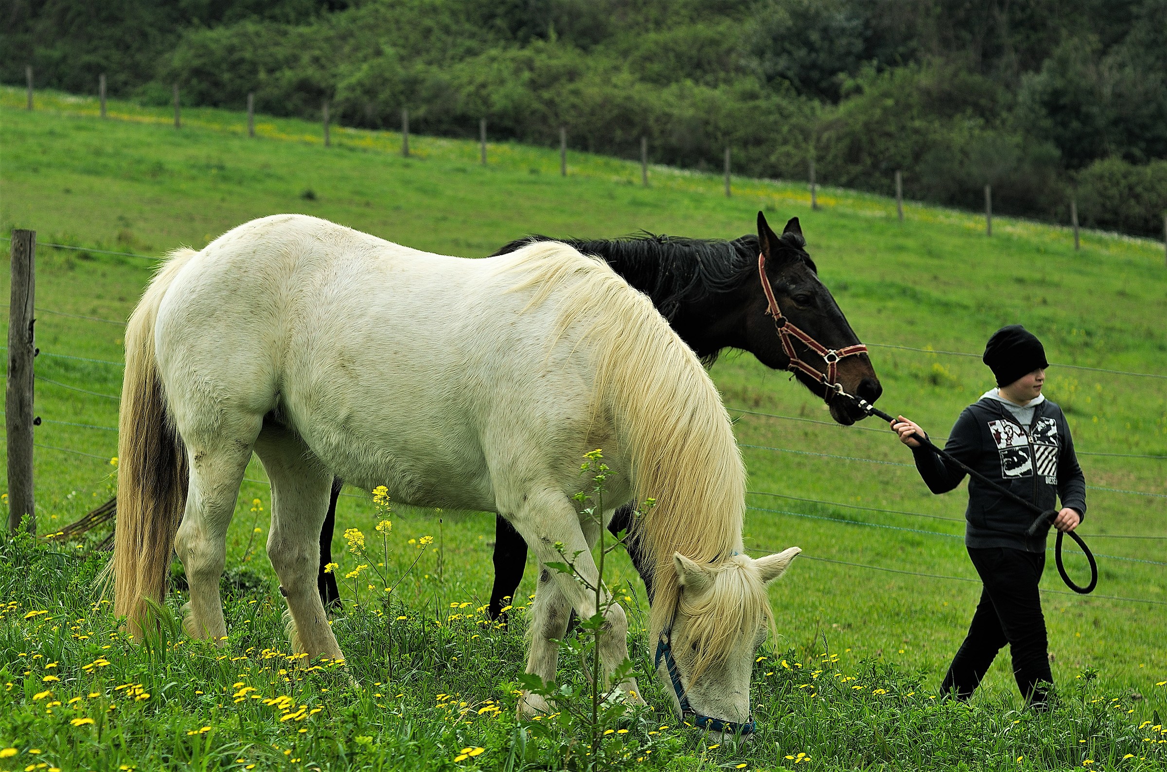 Ragazzo con cavalli