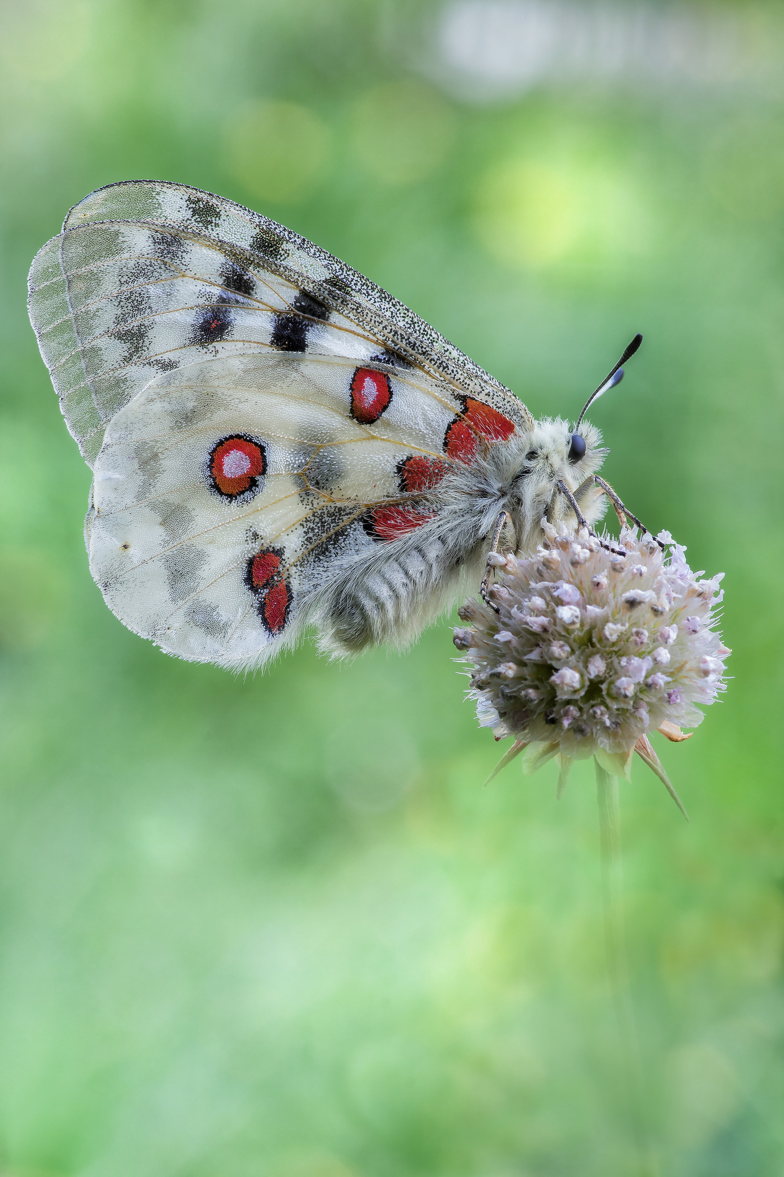 Parnassius apollo (Linnaeus, 1758)