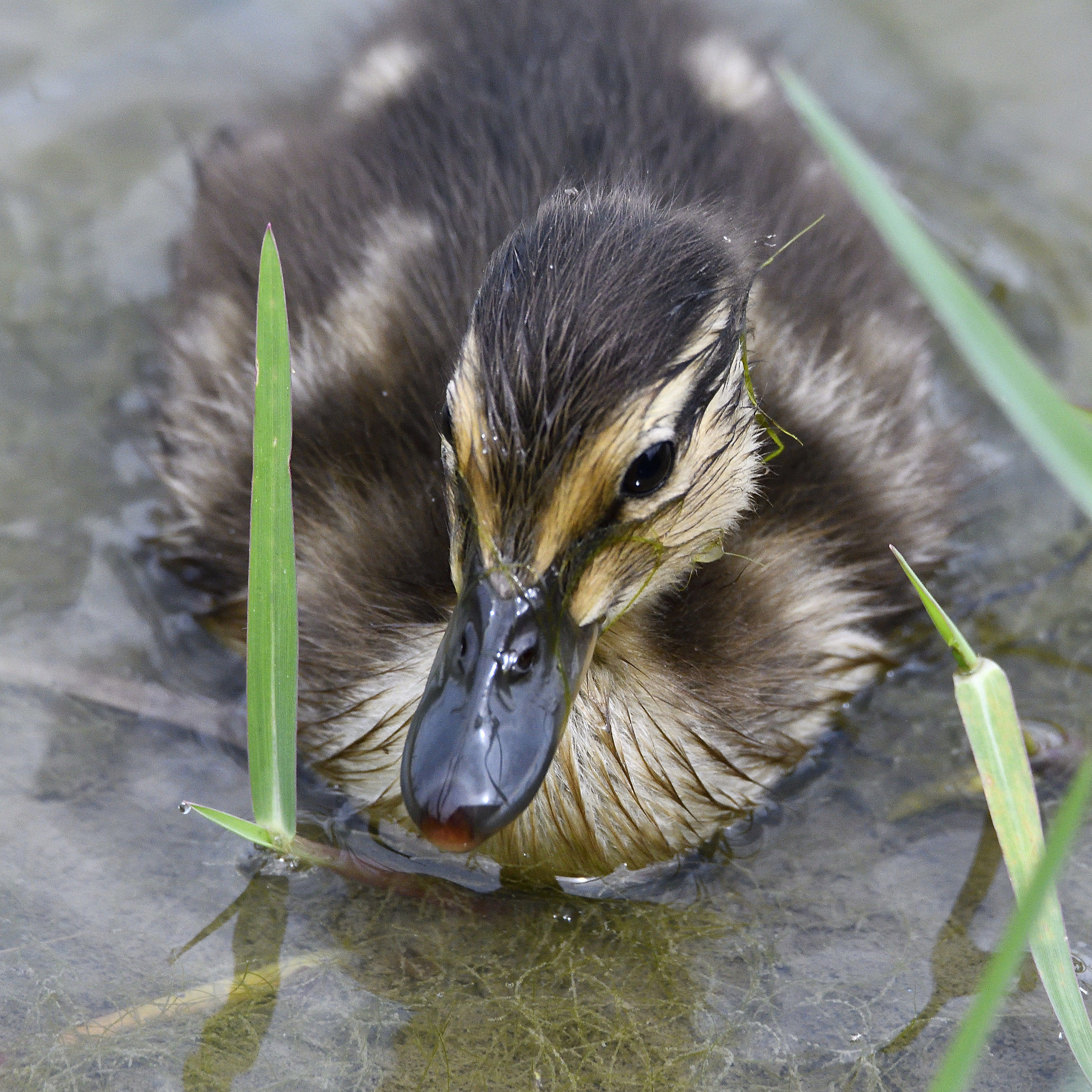 Little Mallard