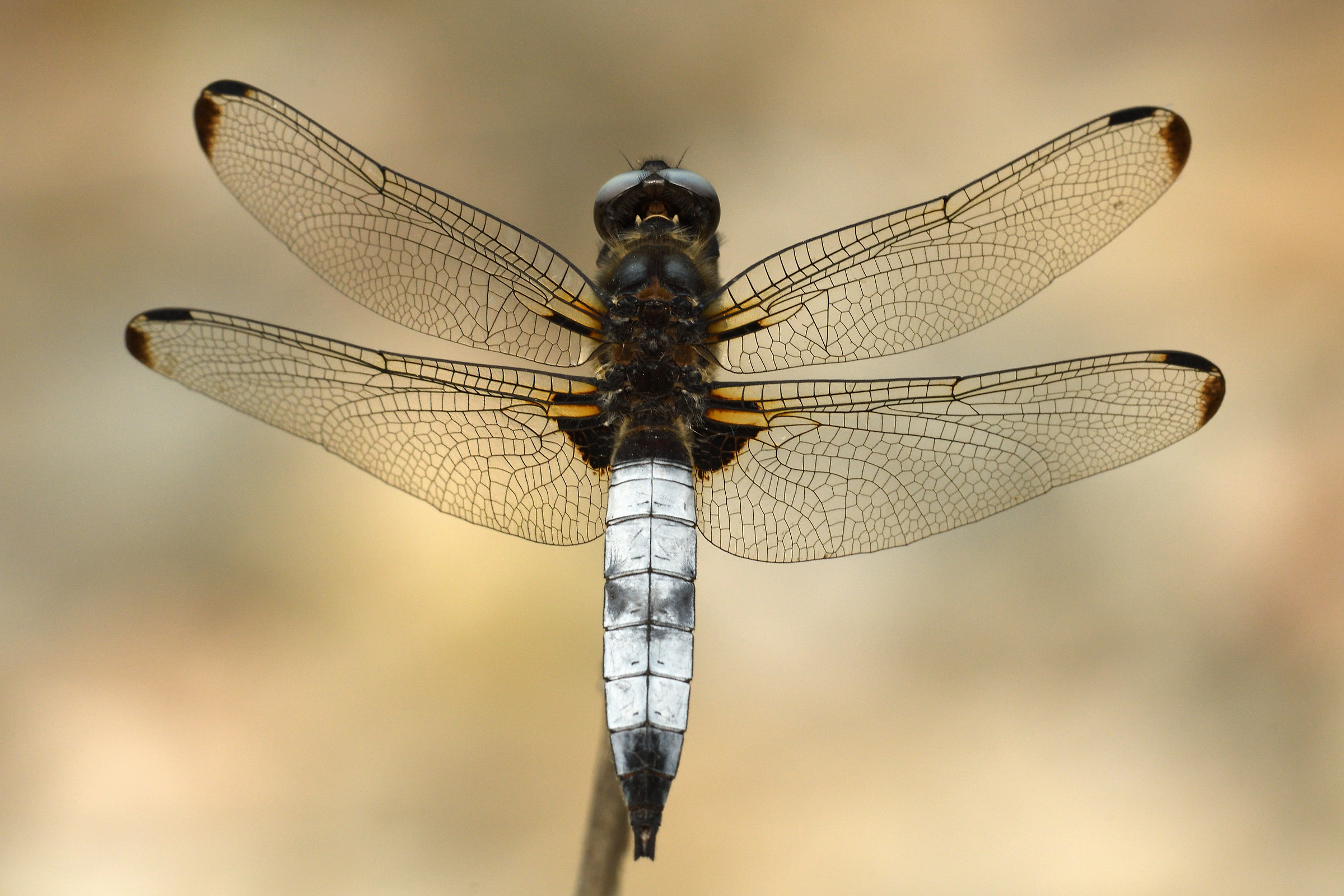 Libellula fulva