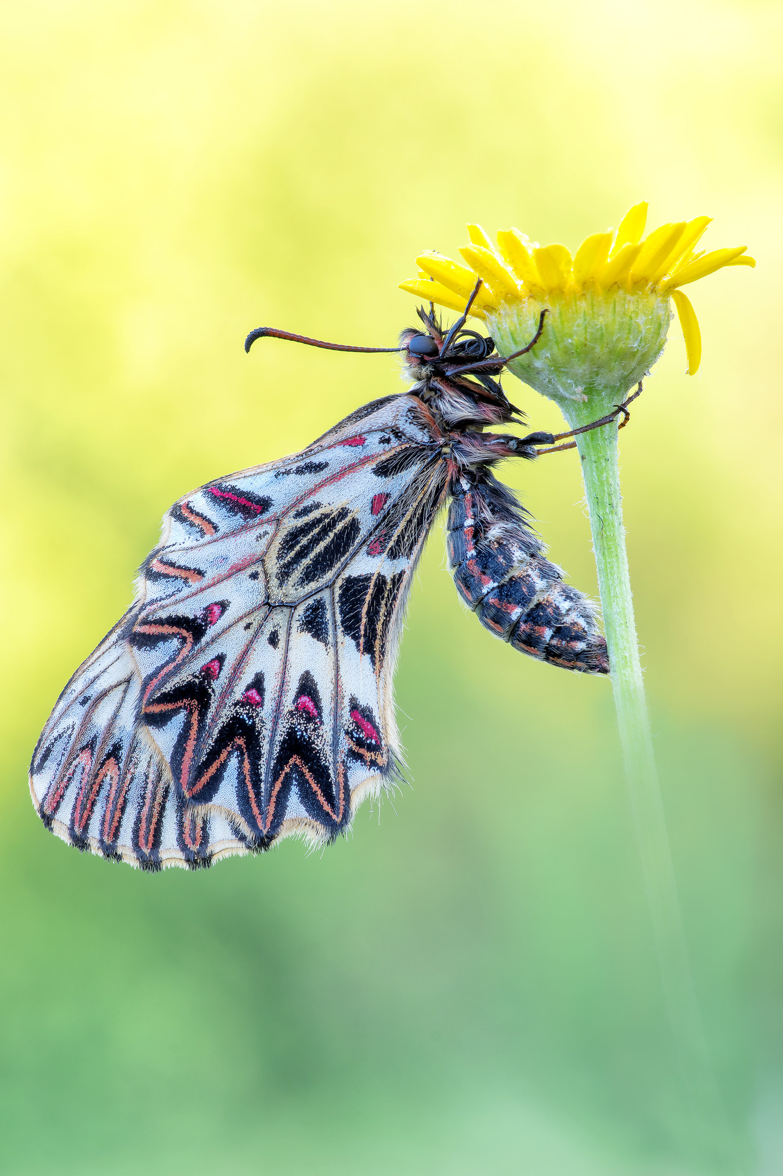 Rumina Polyxena (Denis & Schiffermüller, 1775)