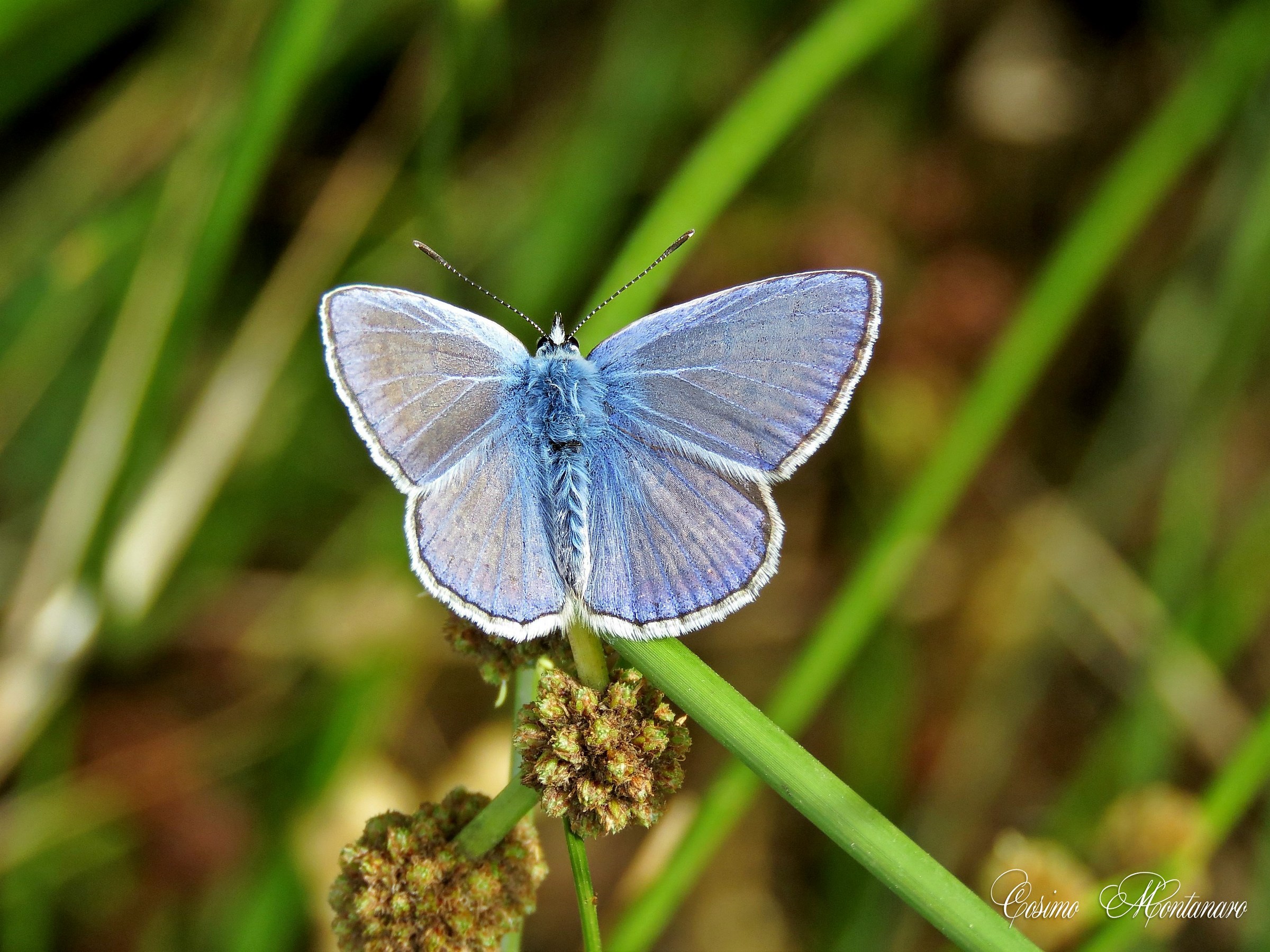 Bellargus Icarus