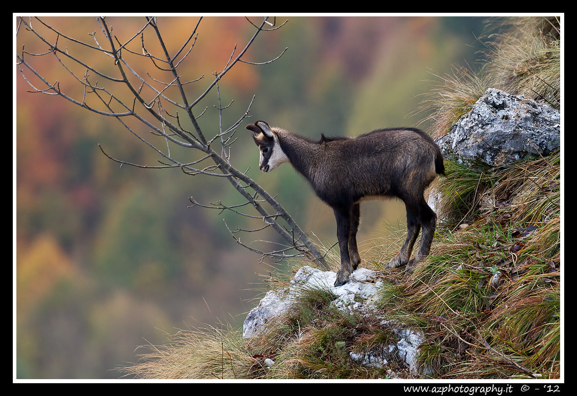 Young suede on Monte Giove - Schio (vi)