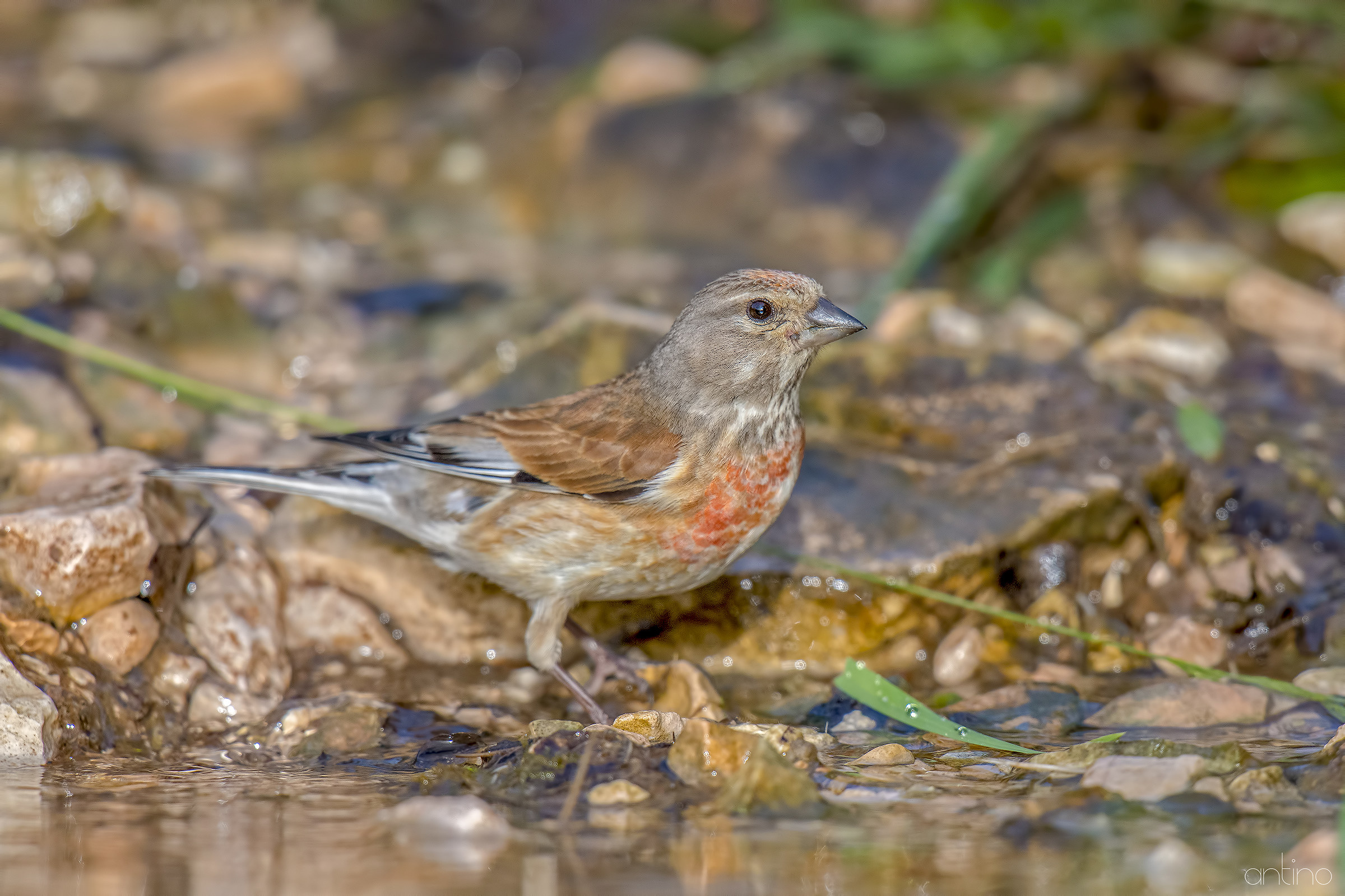 Linnet