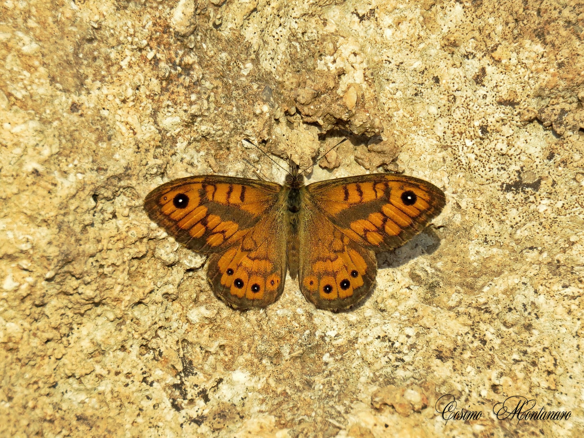 Lasiommata megera &male;