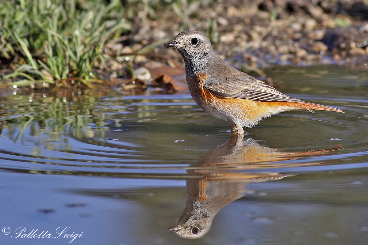 Redstart (Phoenicurus phoenicurus)