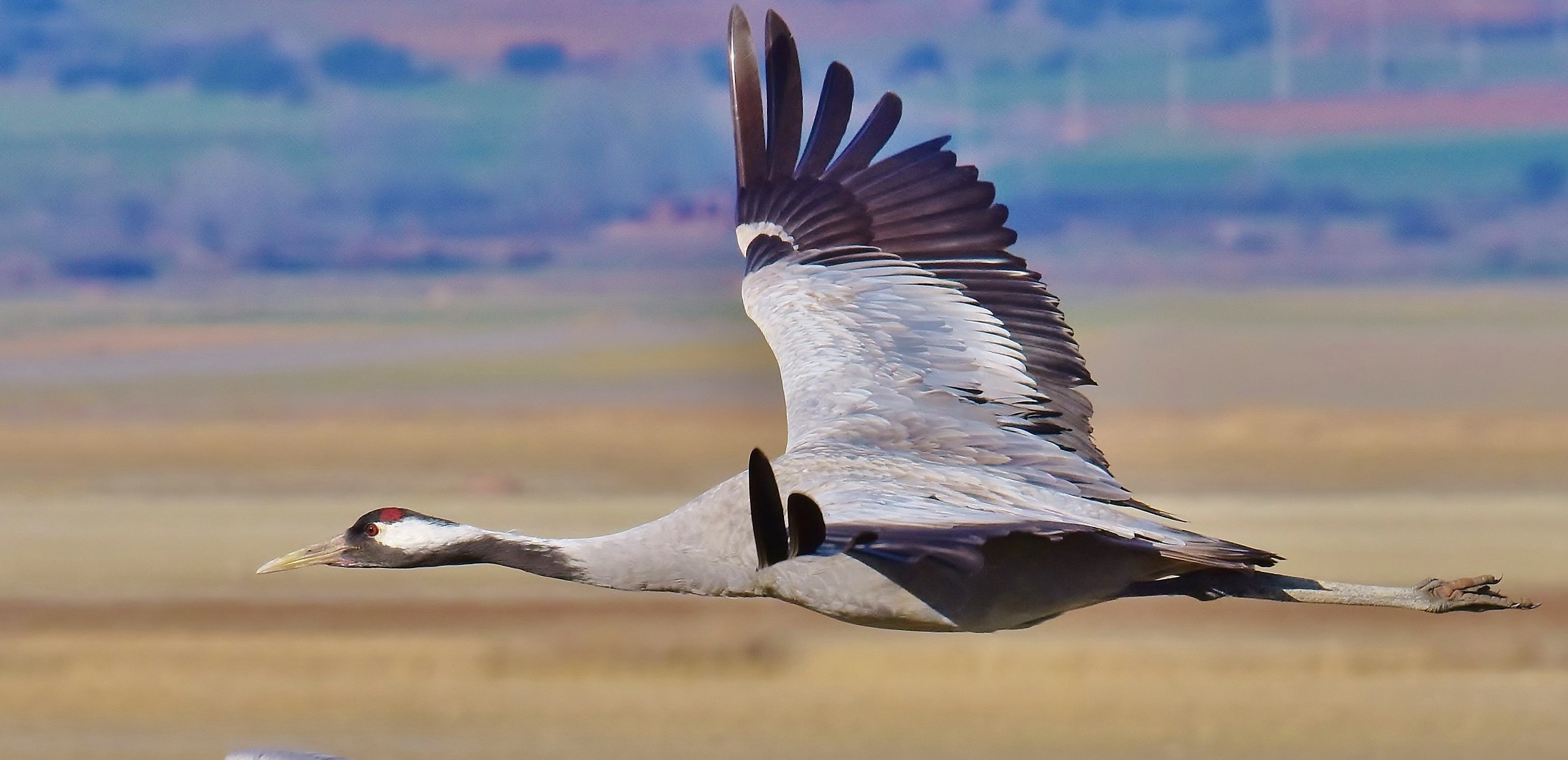 The flight of the crane
