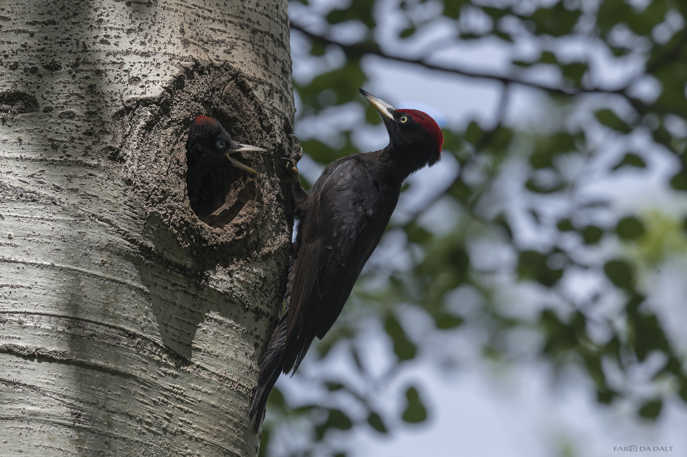 Black Woodpecker