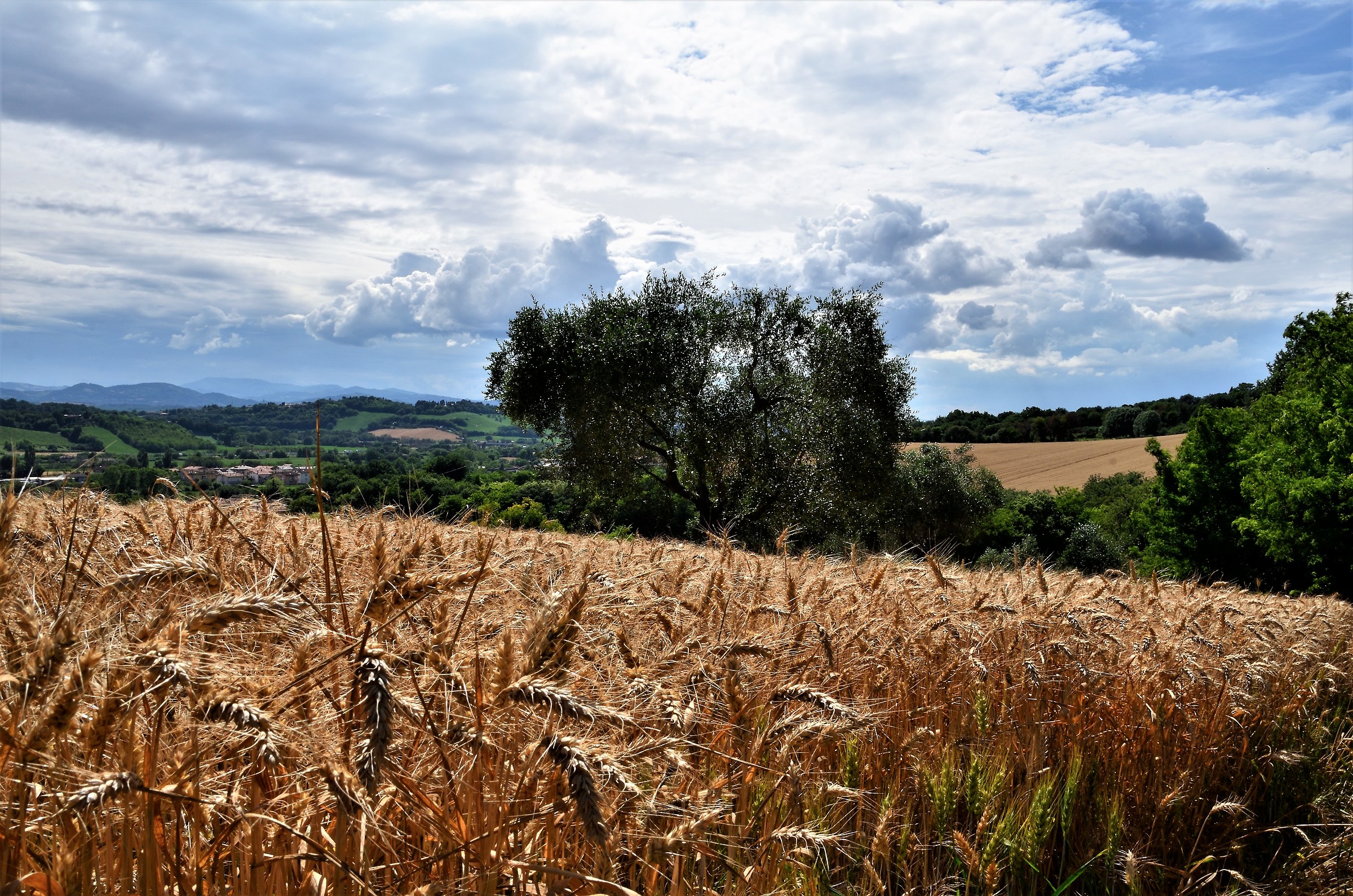 Campagna marchigiana