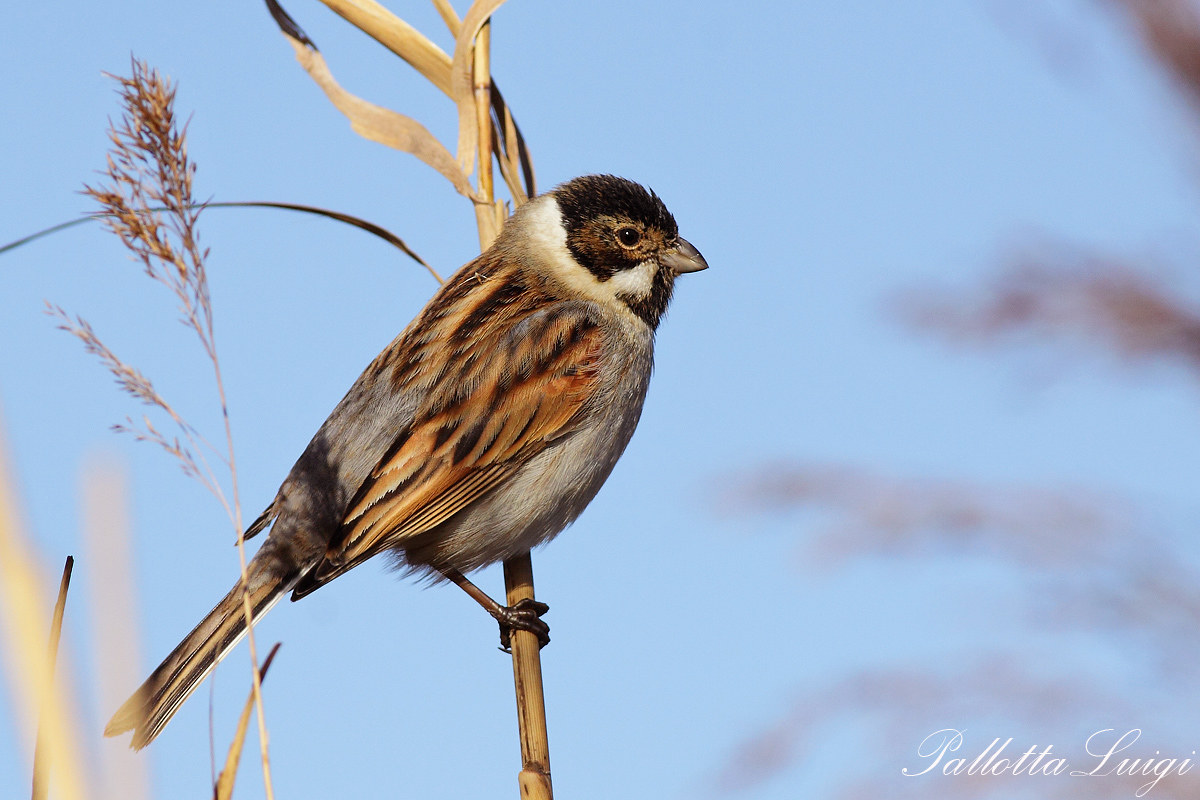 Migliarino di palude (Emberizia schoeniclus)