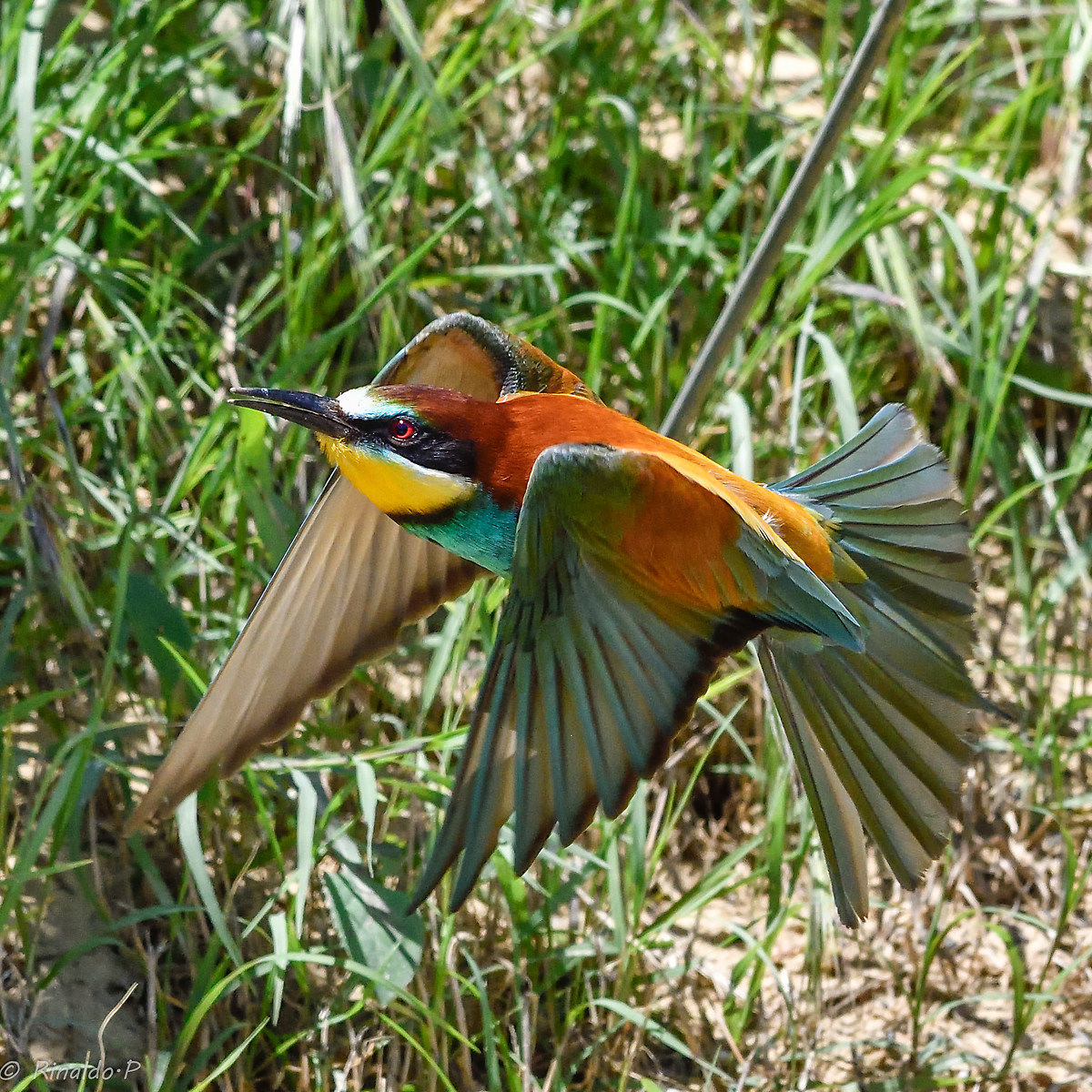 Bee-eater