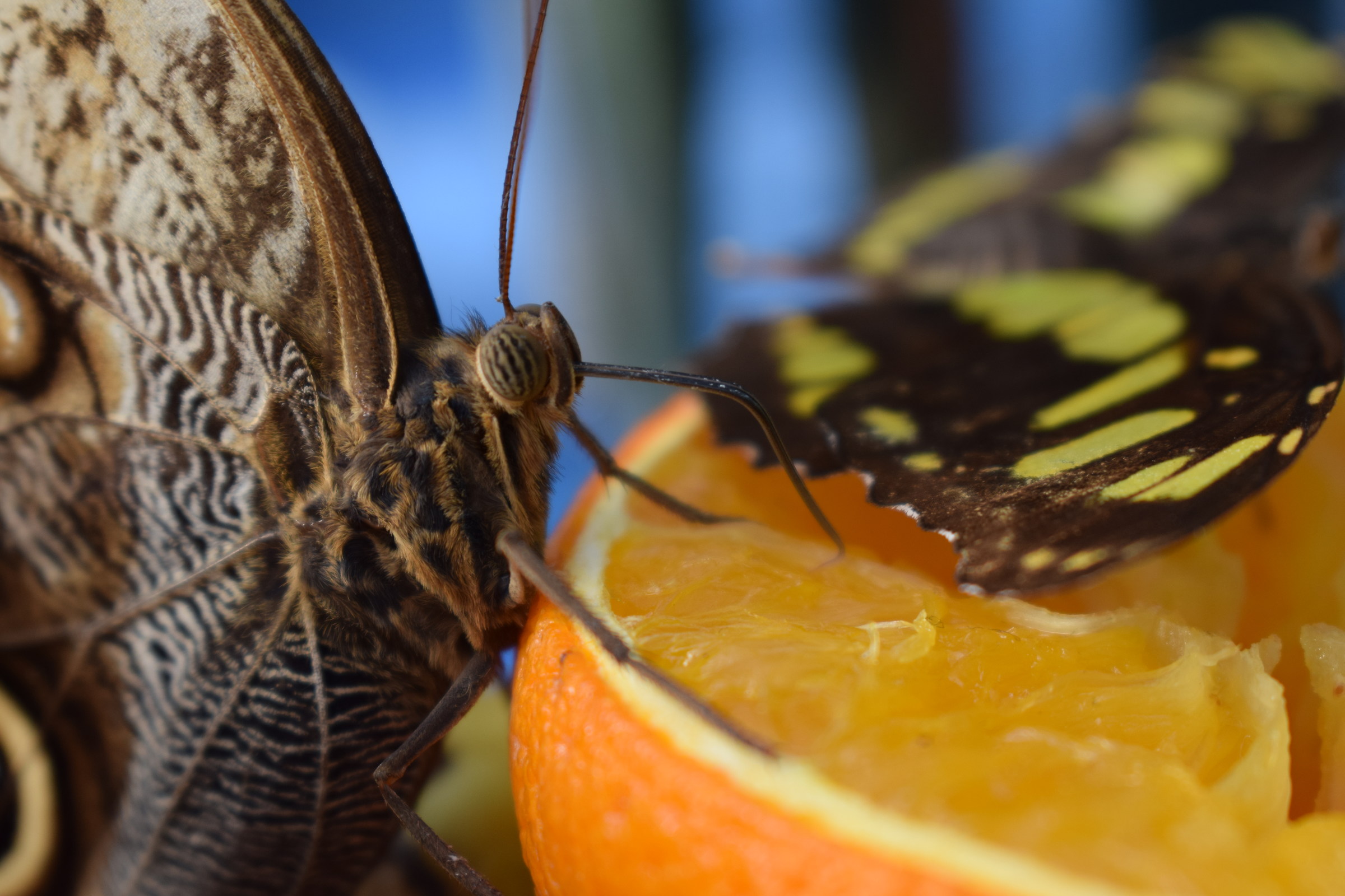 Una spremuta.... "bio"