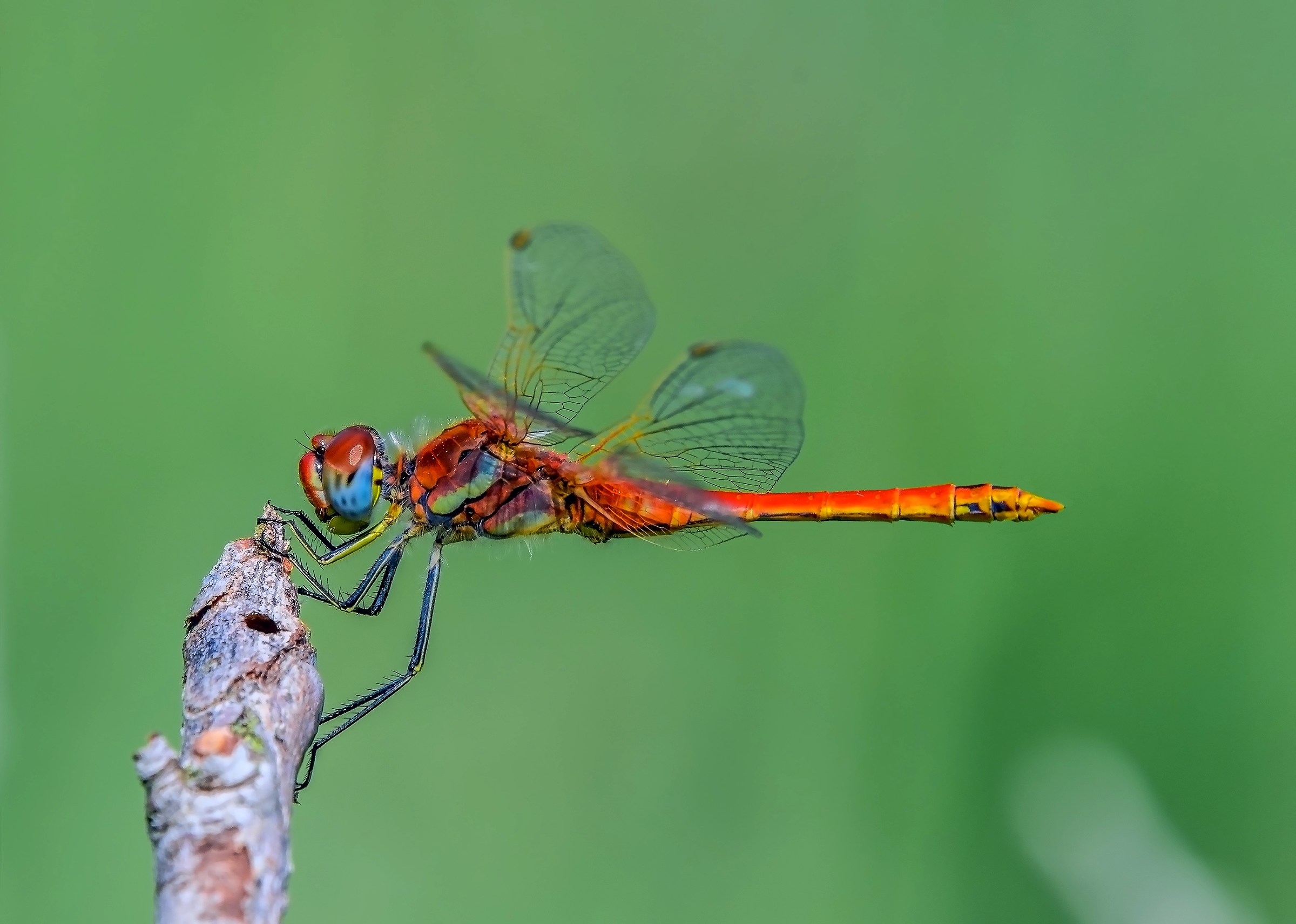 Dragonfly