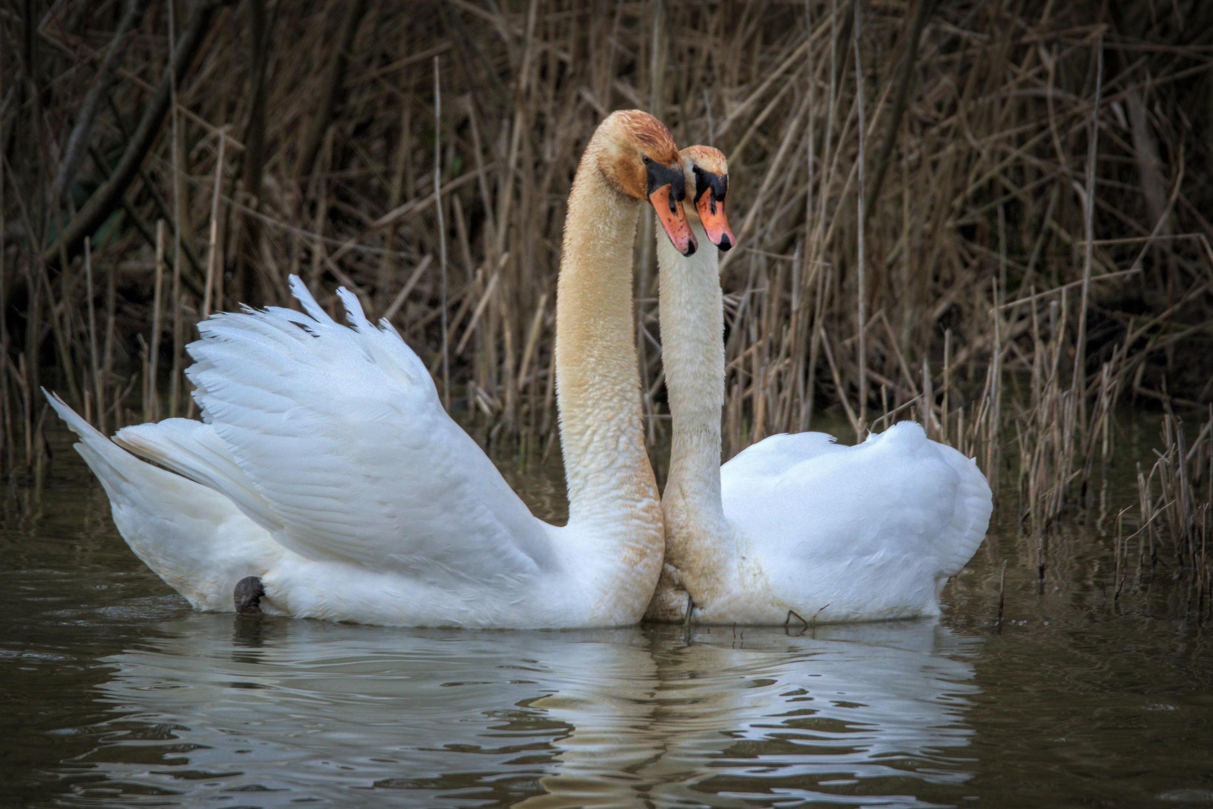 Swans in courtship