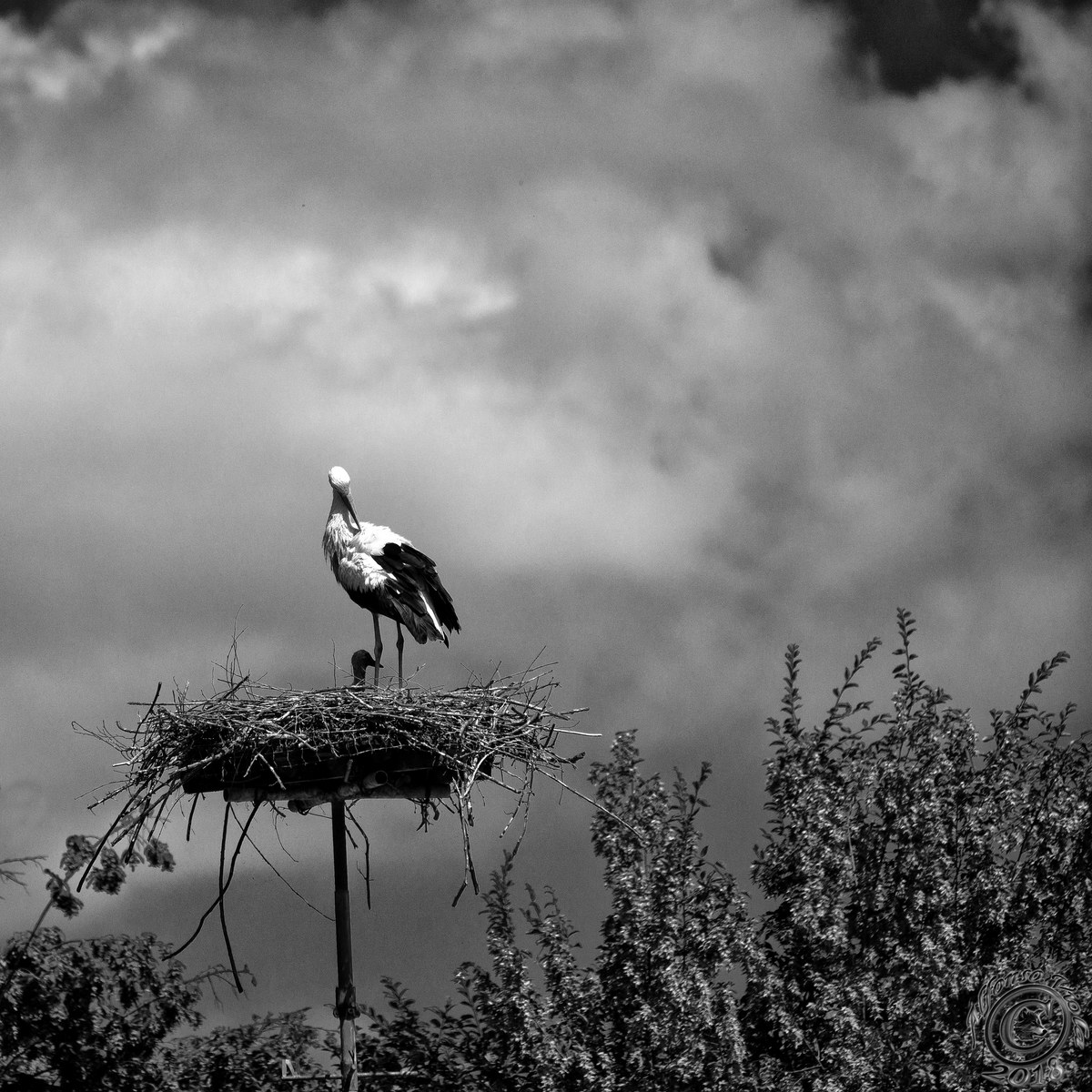 Stork B/W