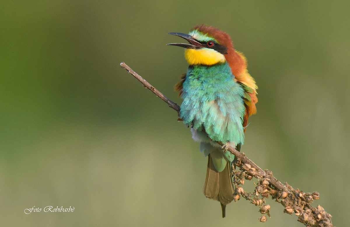 Bee-eater...