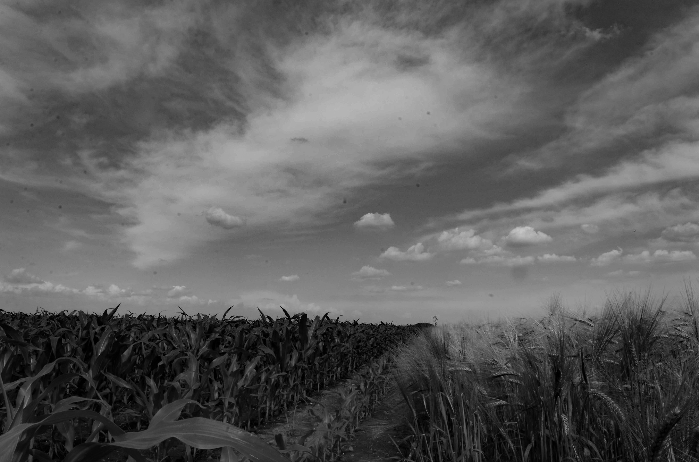 Sterrati di campagna