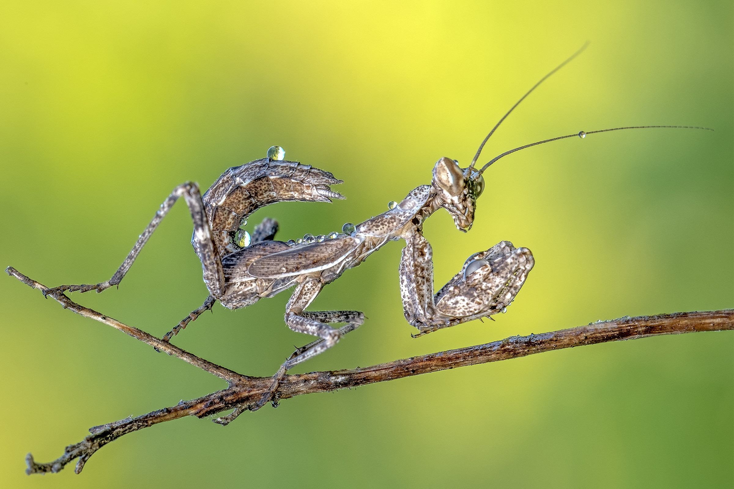 Ameles decolor giovane