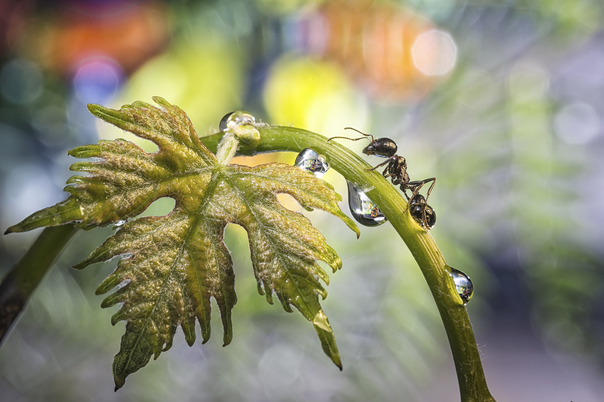 le avventure della formica continuano...