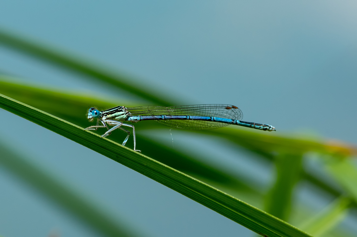 Ischnura elegans maschio