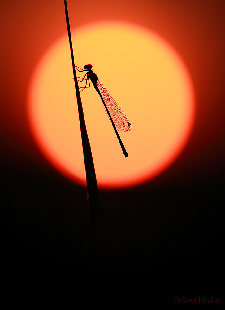 Damselfly Sunset