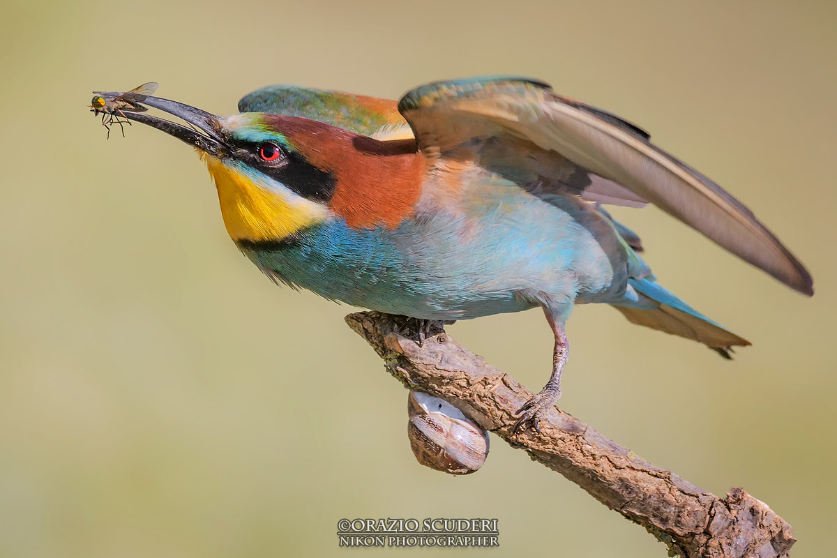 Merops apiaster